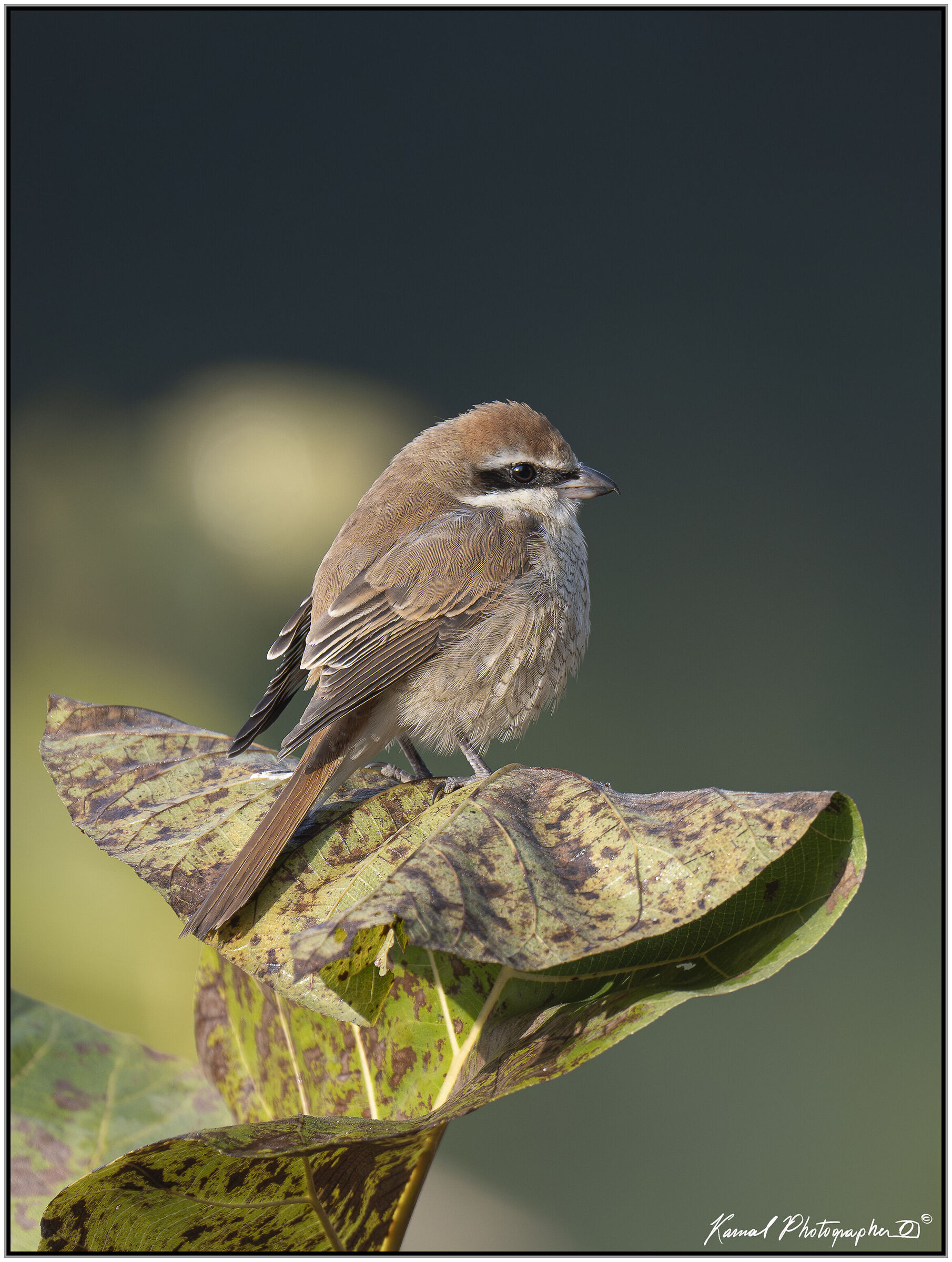 Brown Shrike (Lanius cristatus)