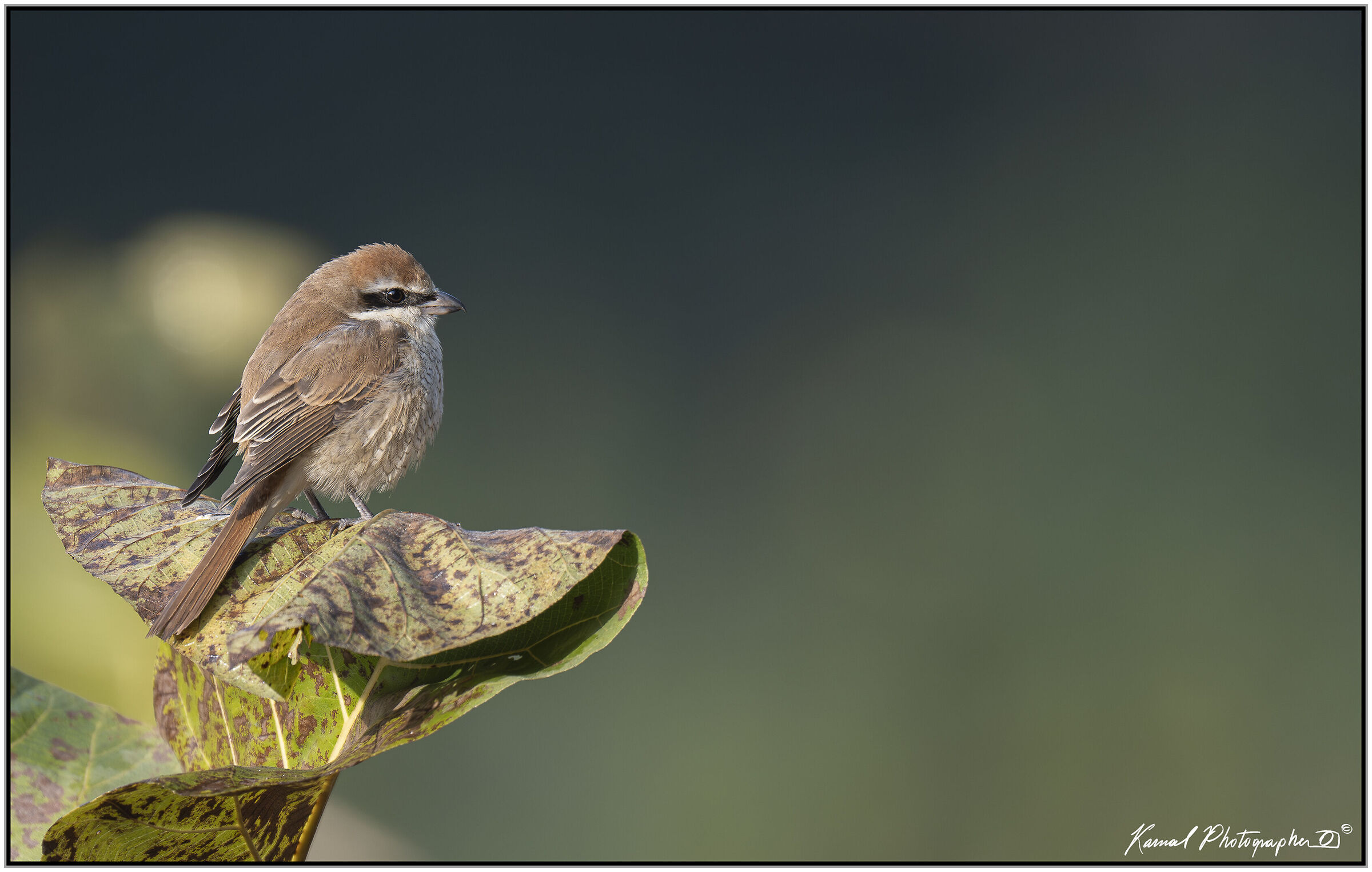 Brown Shrike (Lanius cristatus)