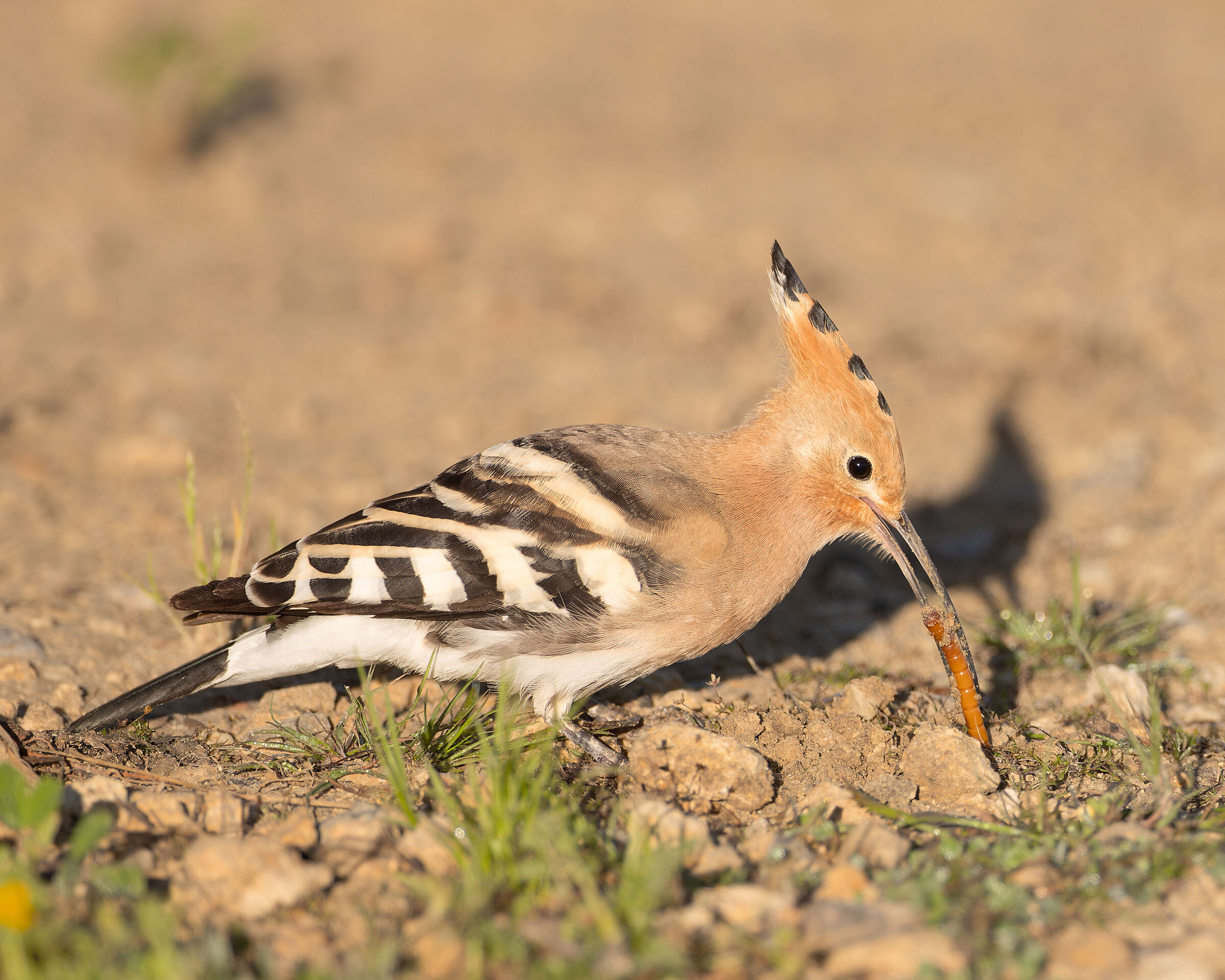 Hoopoe