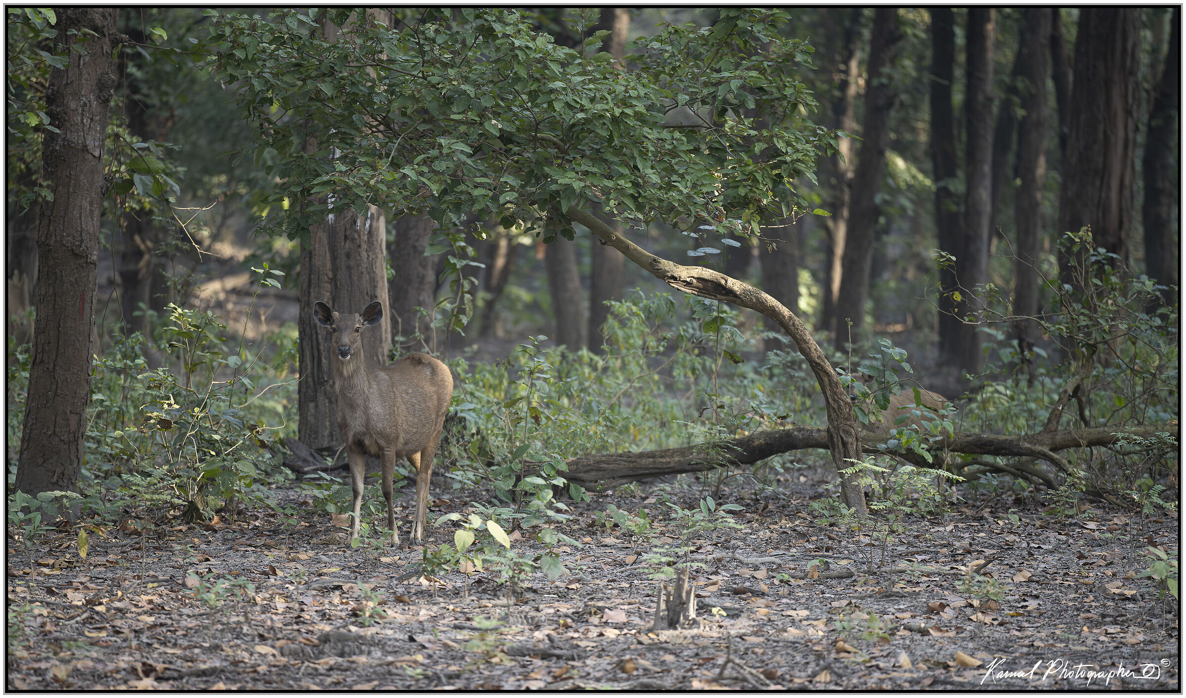 Sambar deer (Rusa unicolor)