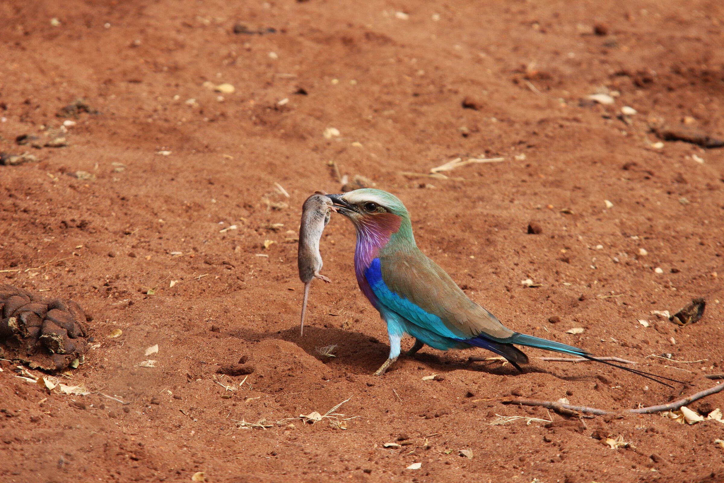 Lilac-breasted roller