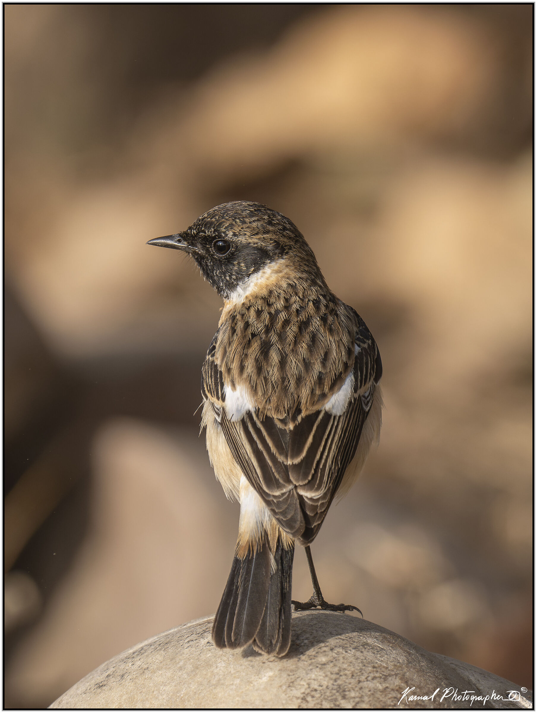Common stonechatter (Saxicola rubicola).