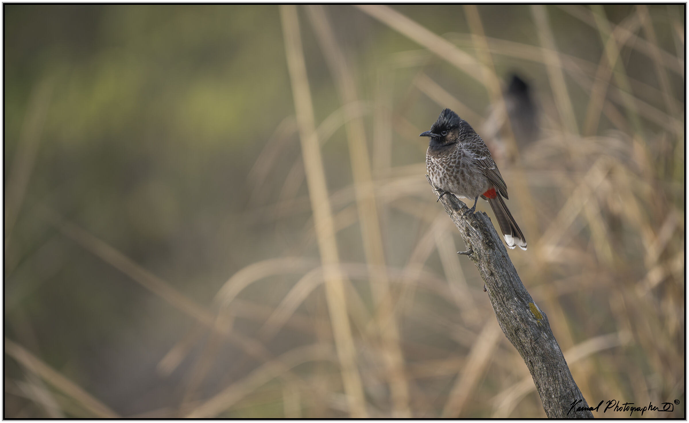Red-vented bulbul (Pycnonotus cafer)