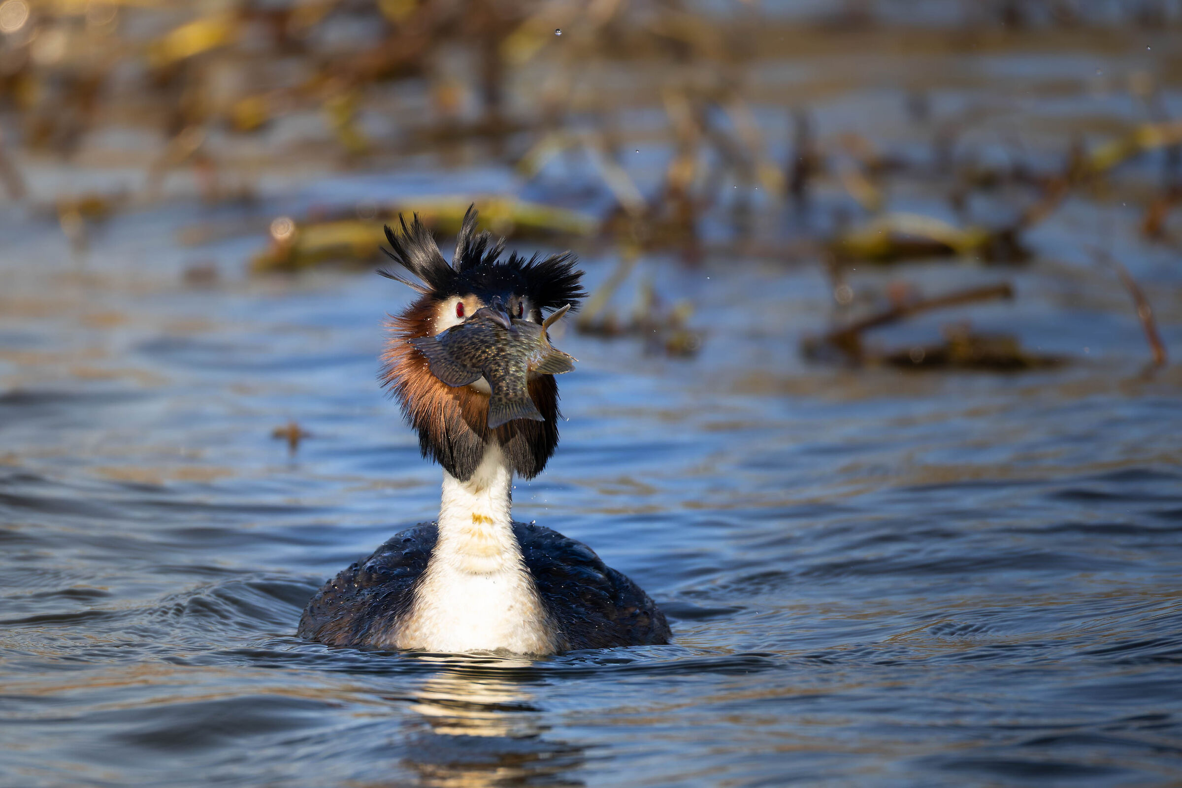 Grebe and prey. bigger than him!
