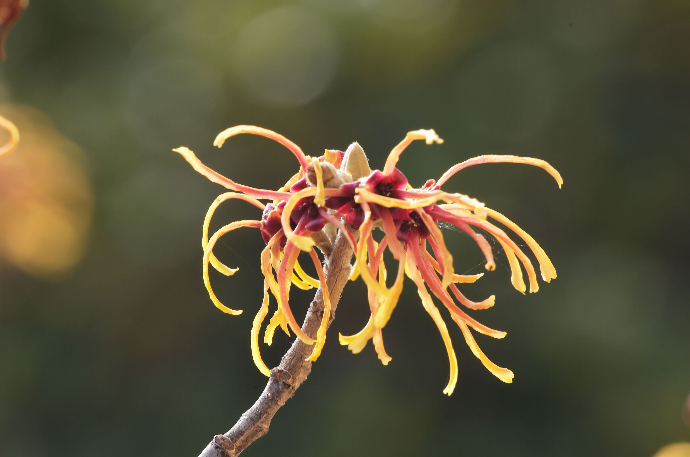 Amamelis in fiore
