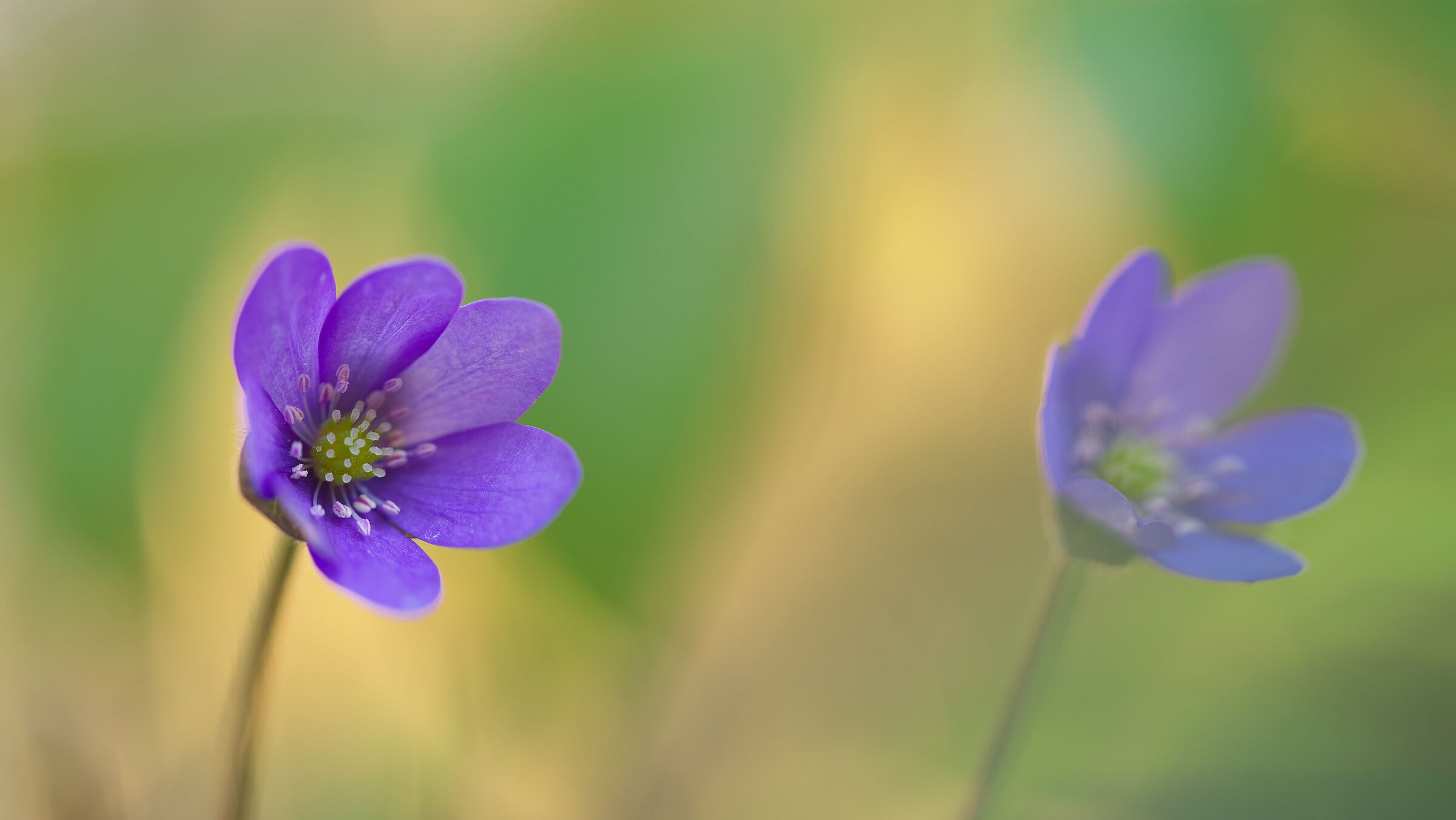 Green, yellow, purple