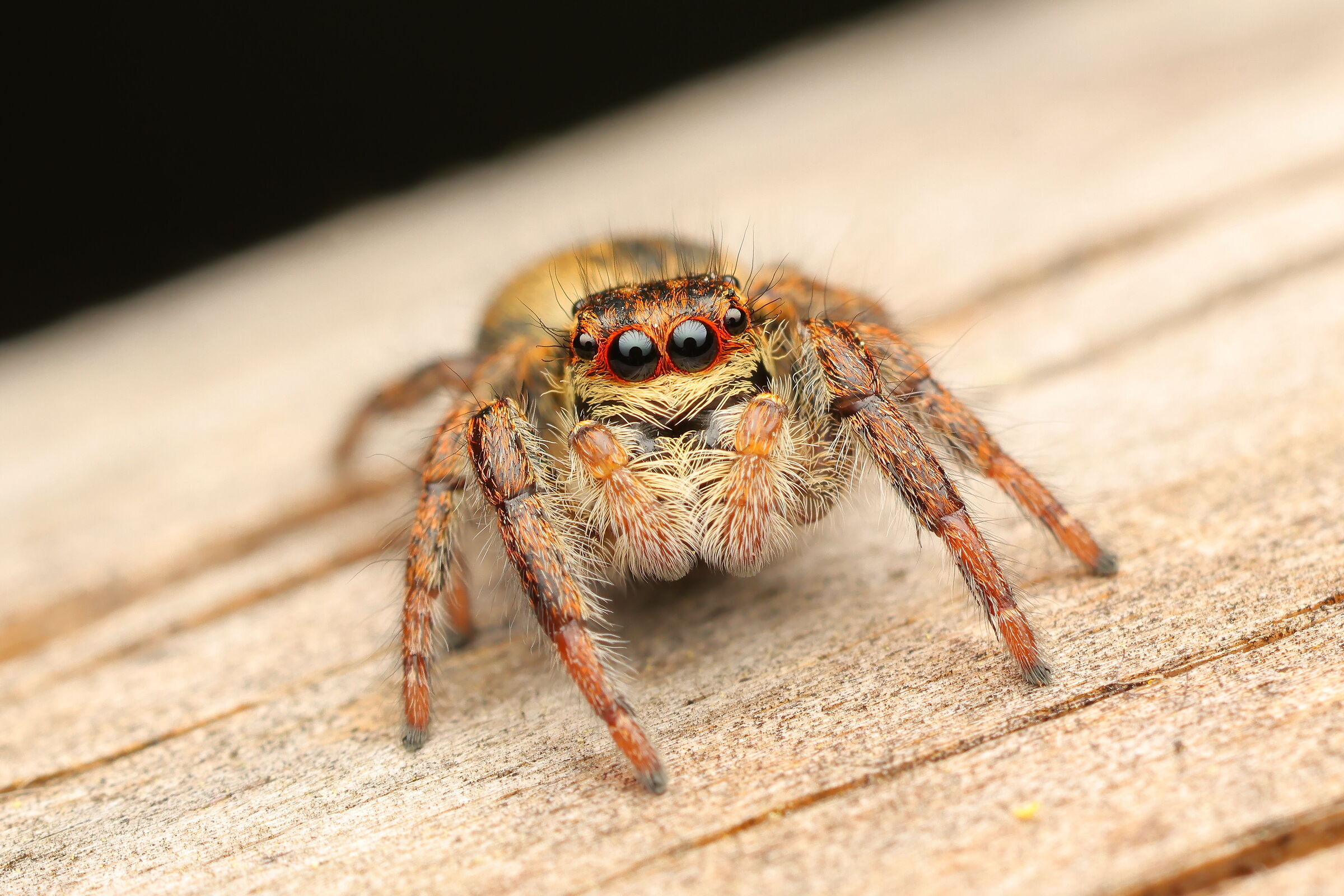 Carrhotus xanthogramma