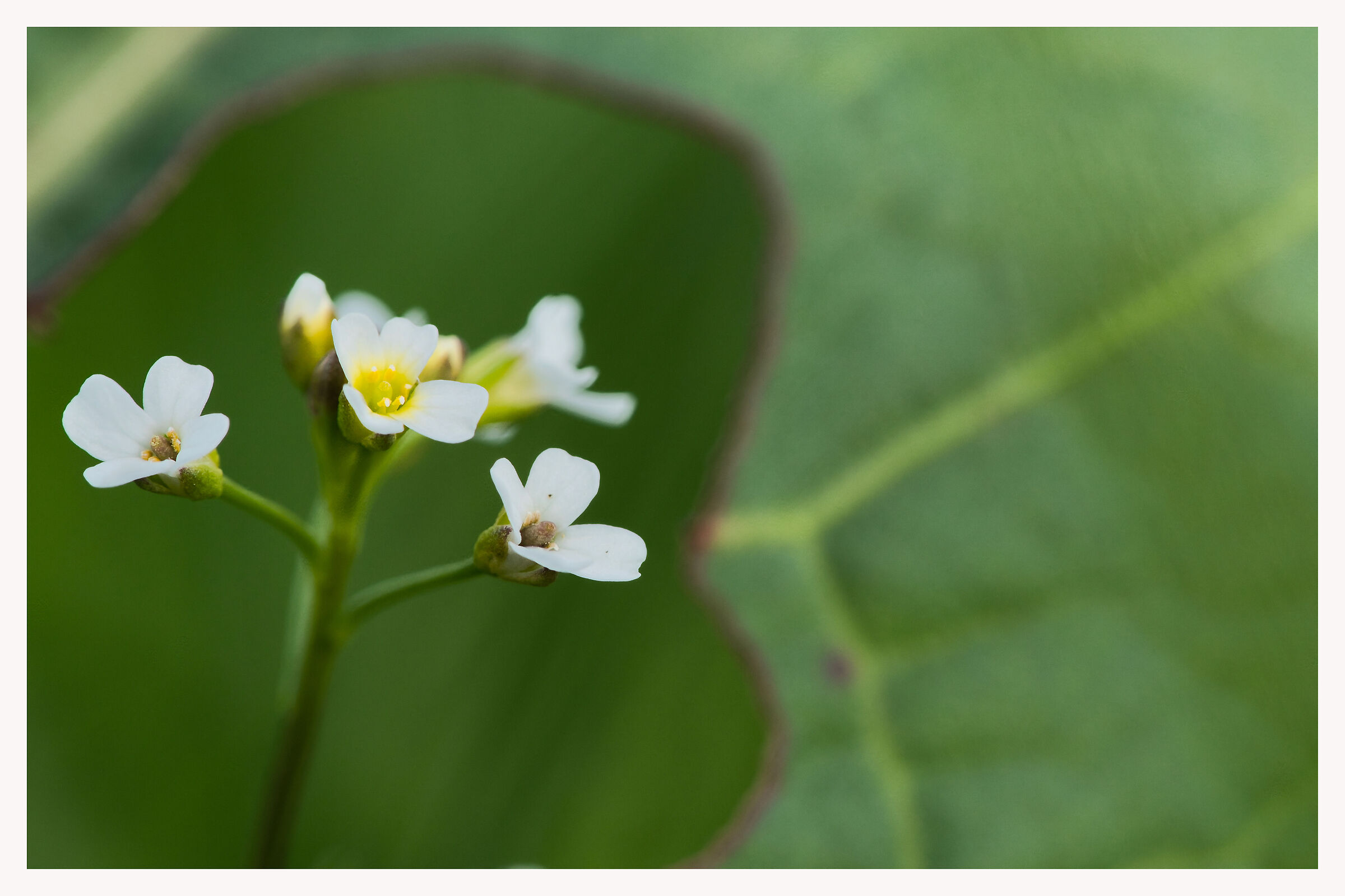 attraverso la foglia