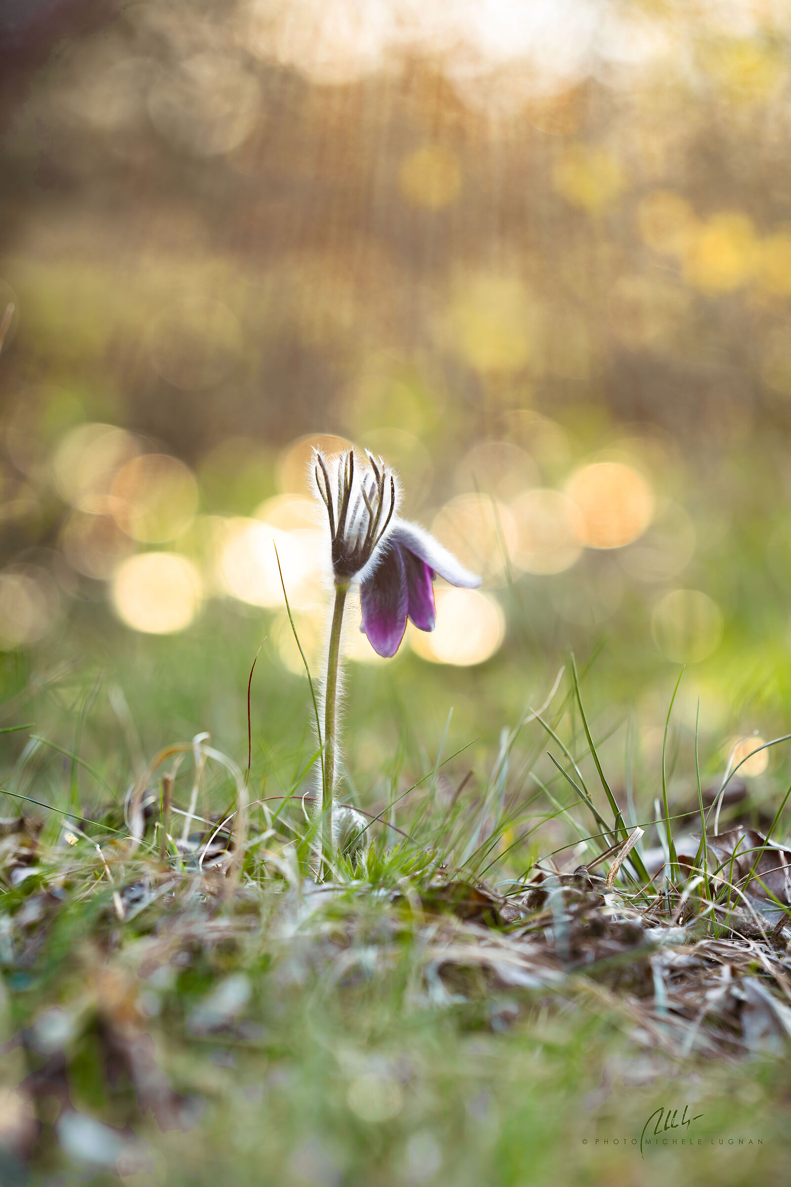 Pulsatilla