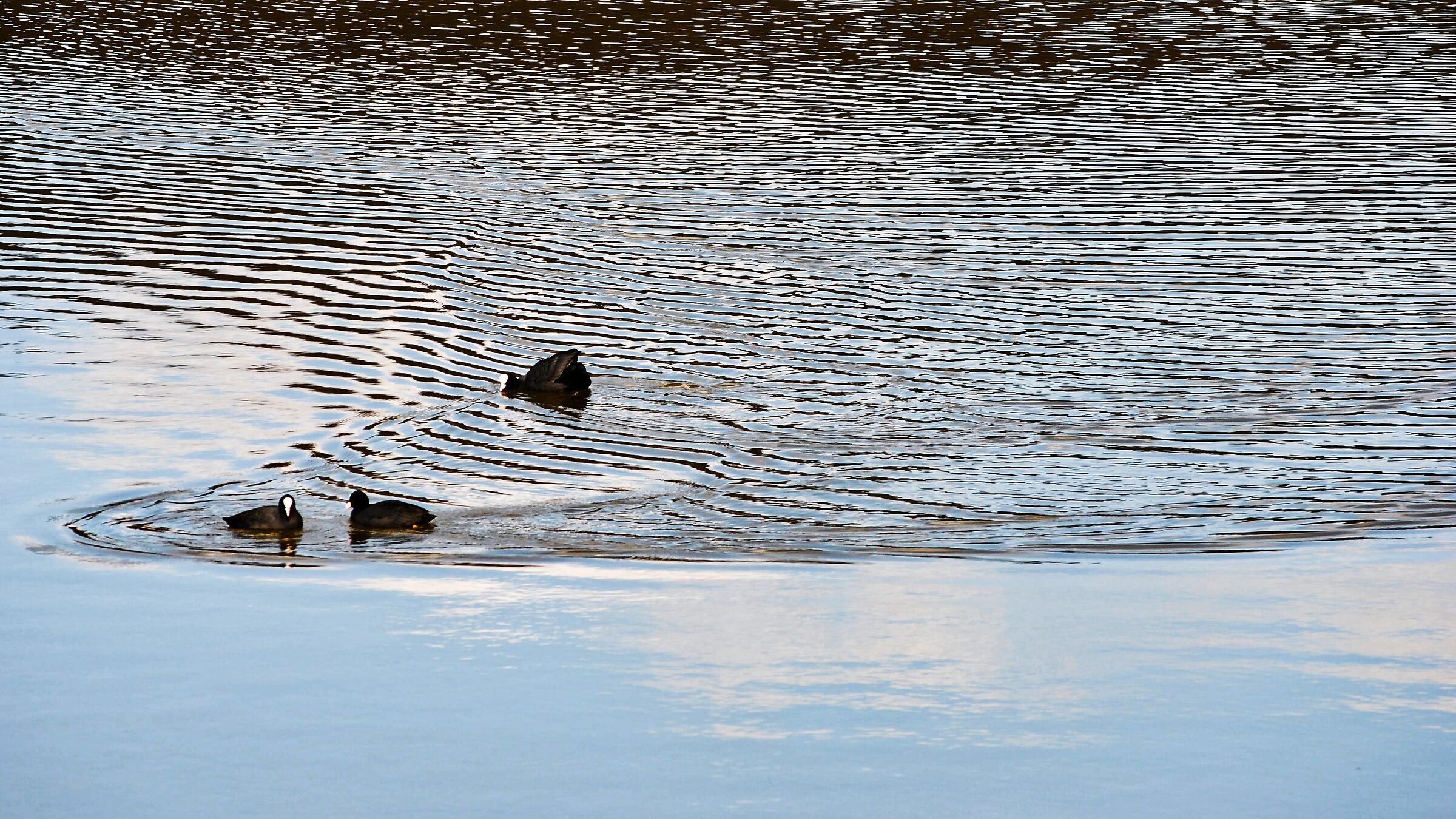 Folaghe nel laghetto dei prati del Sirente