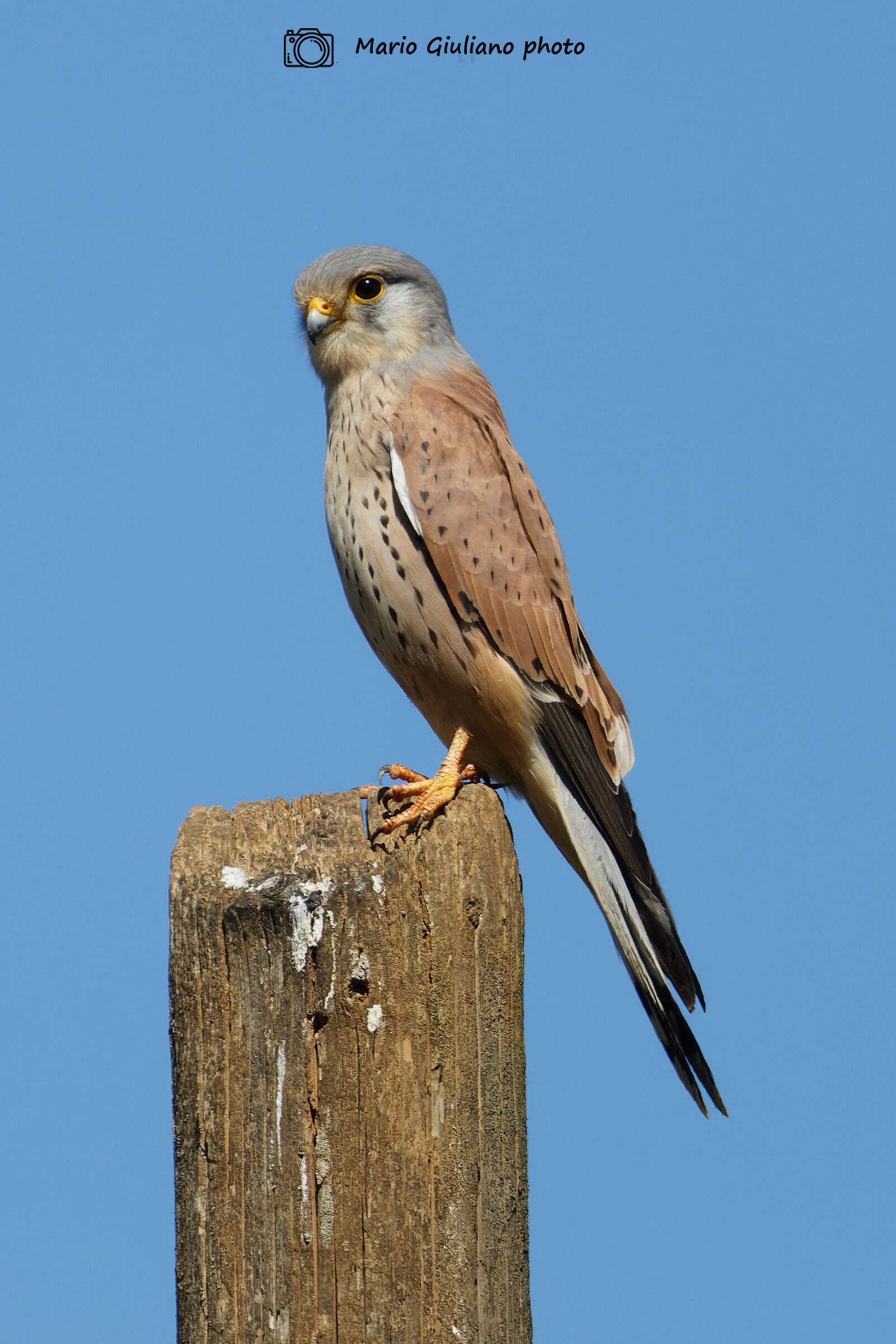 Kestrel