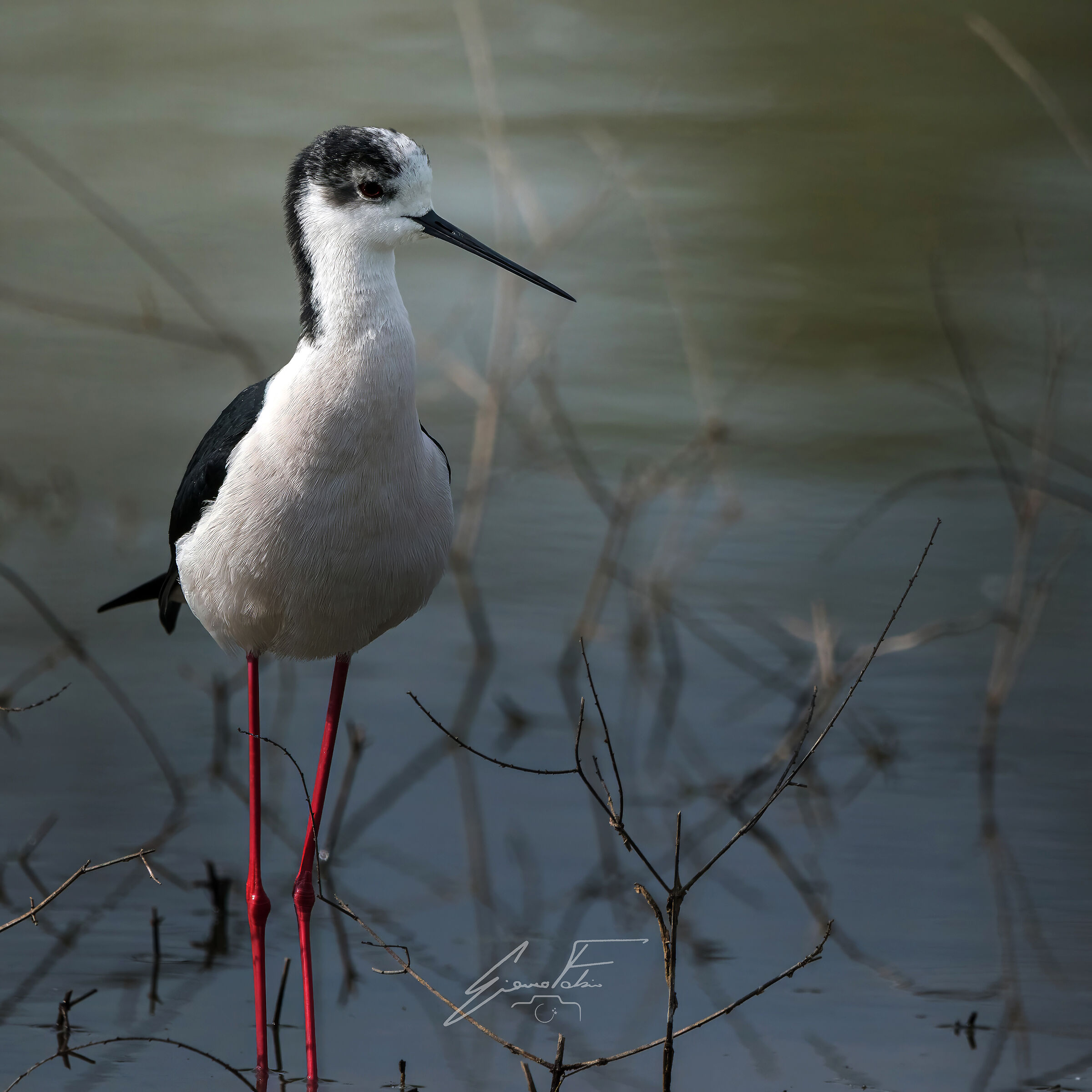 Black-winged Stilt