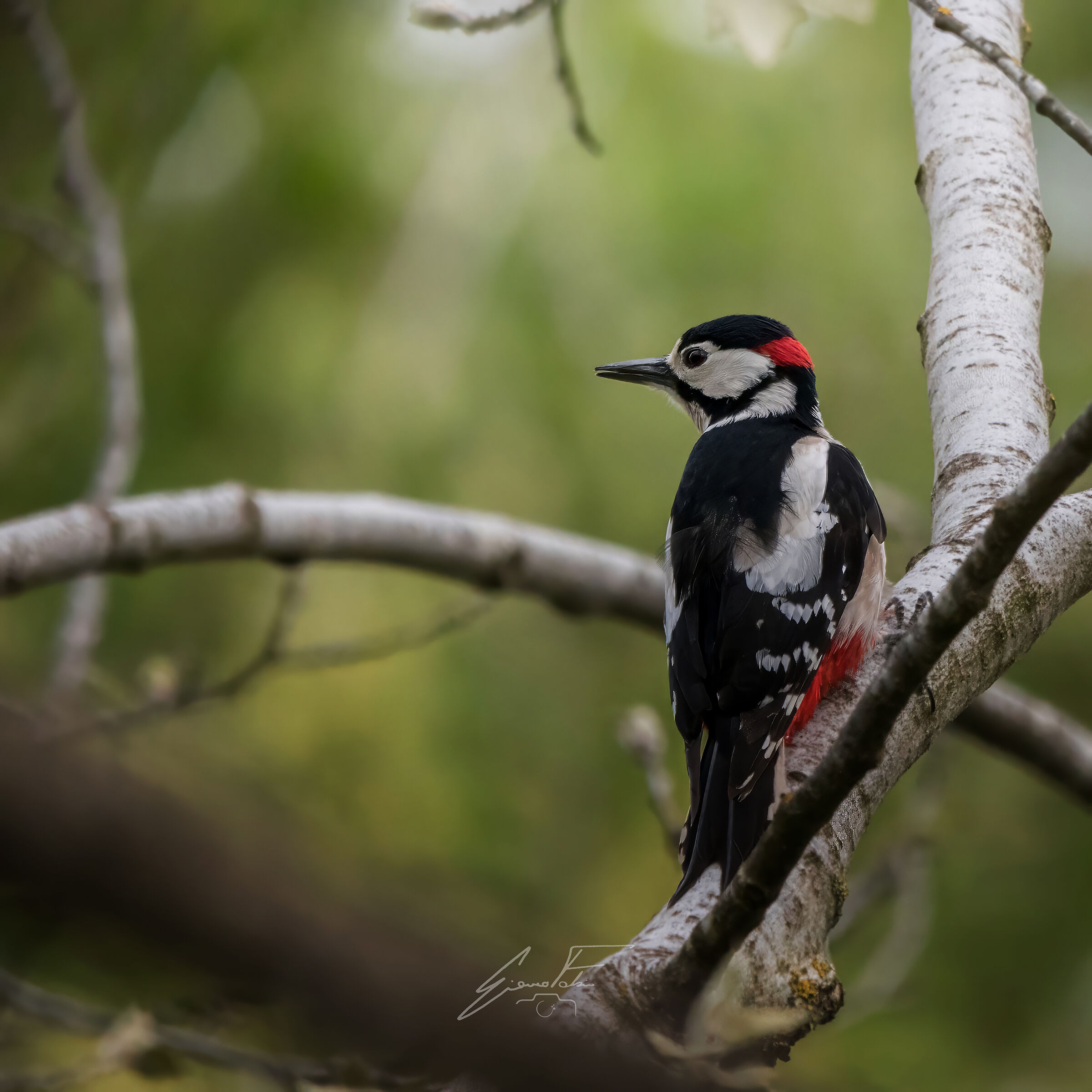 Spotted Woodpecker