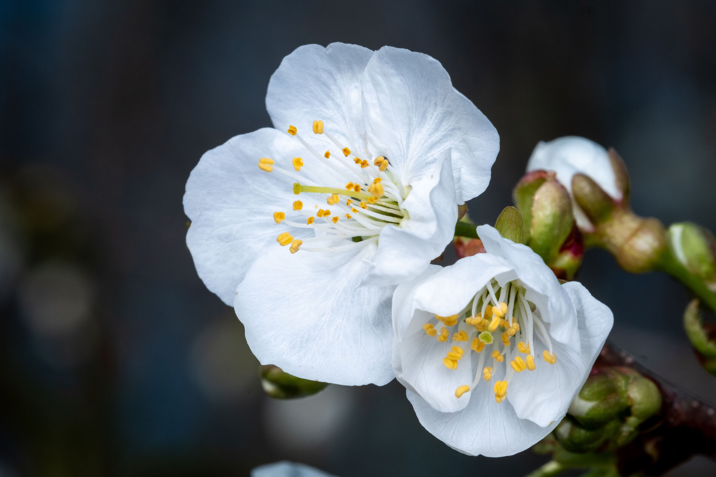 Cherry blossoms