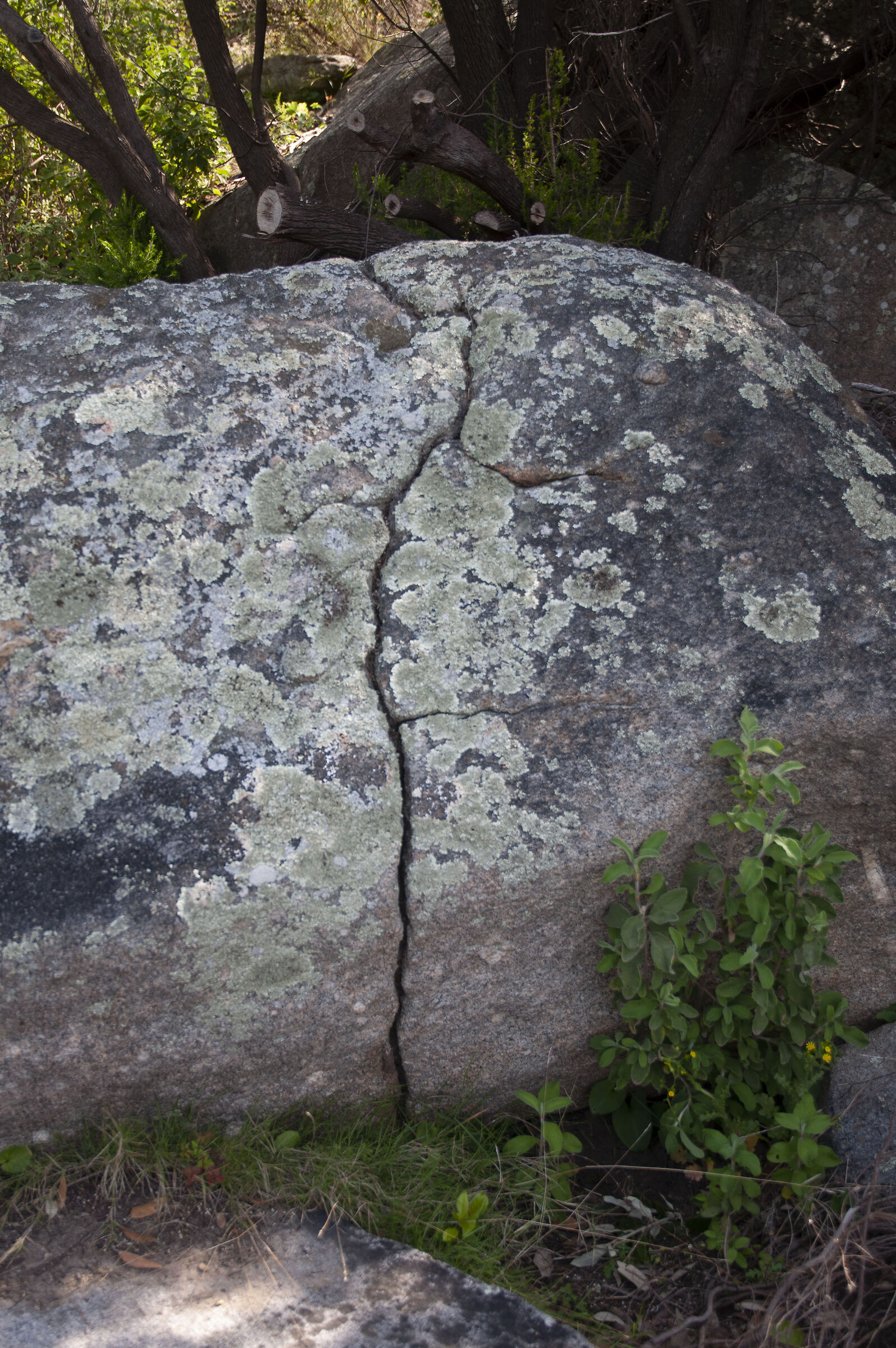 Fracture