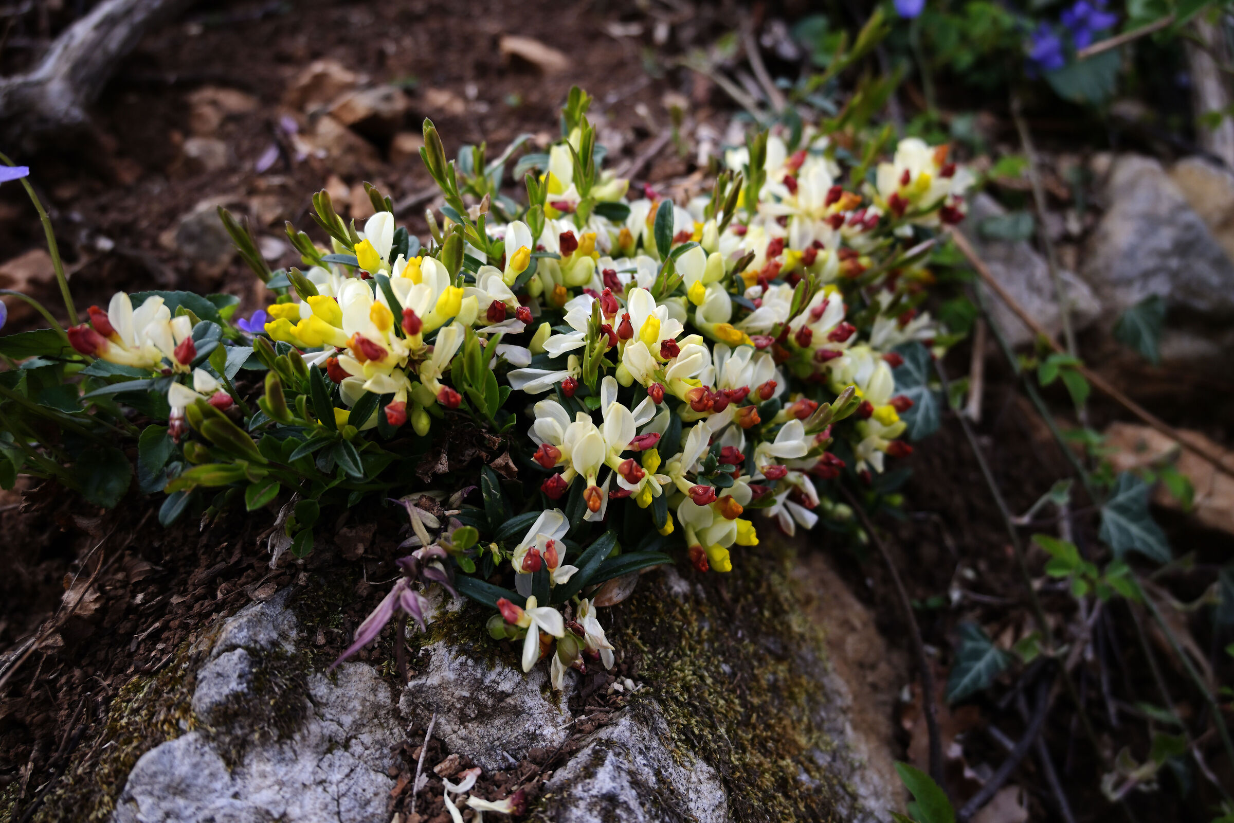 Fioriture in monte Summano