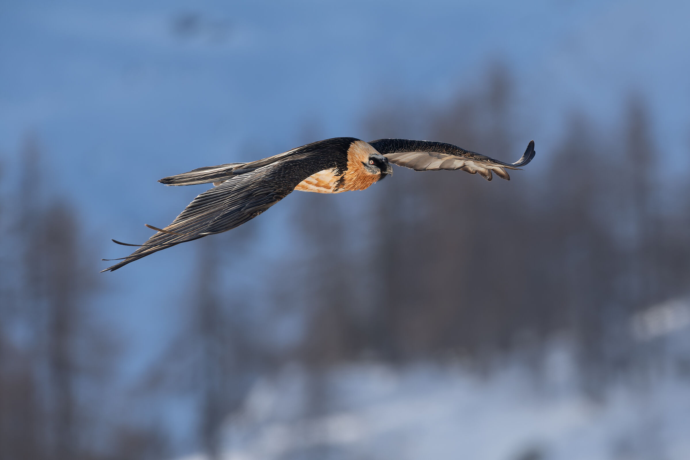 Gypaetus Barbatus - Gran Paradiso National Park