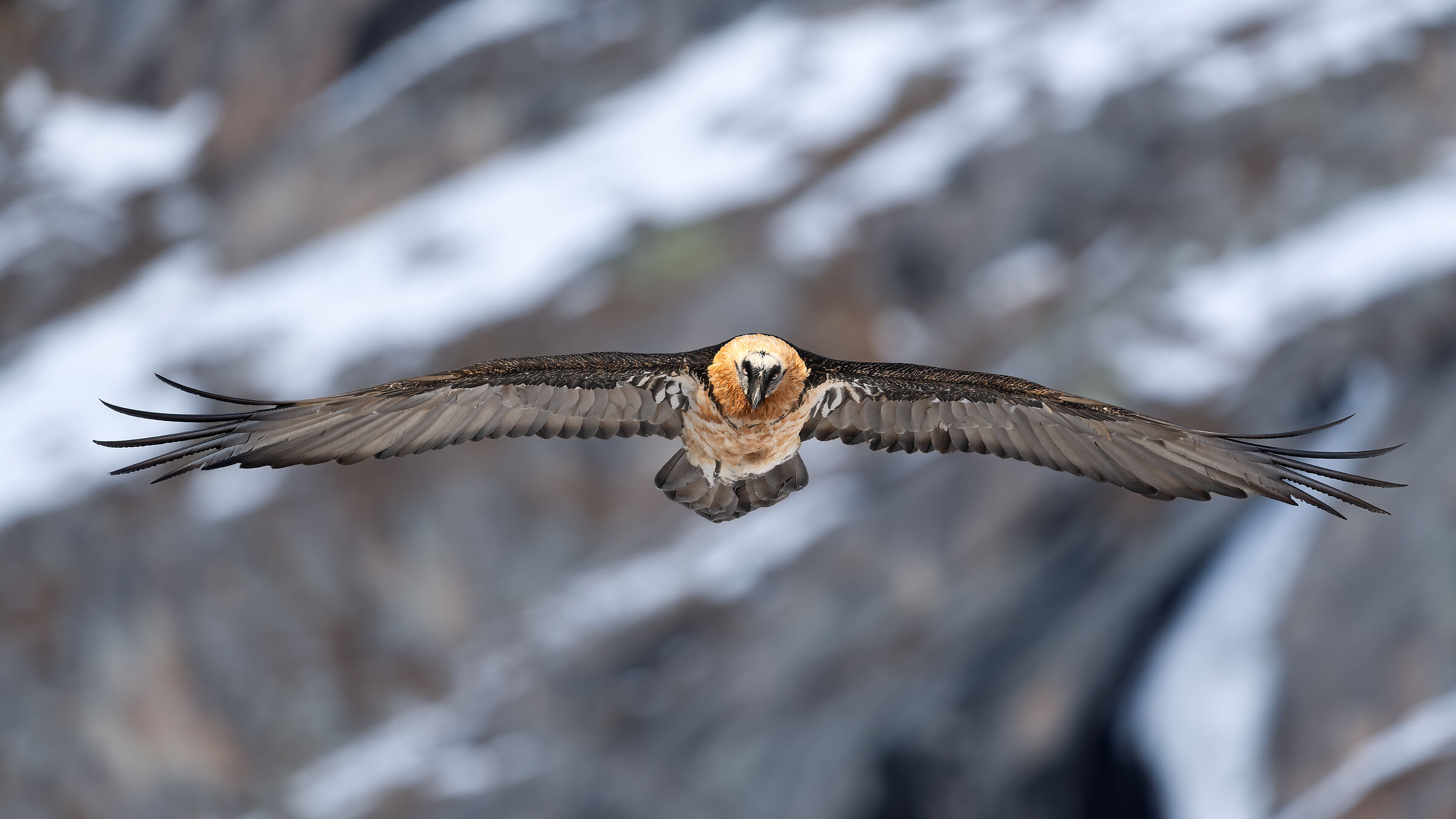 Gypaetus Barbatus - Gran Paradiso National Park