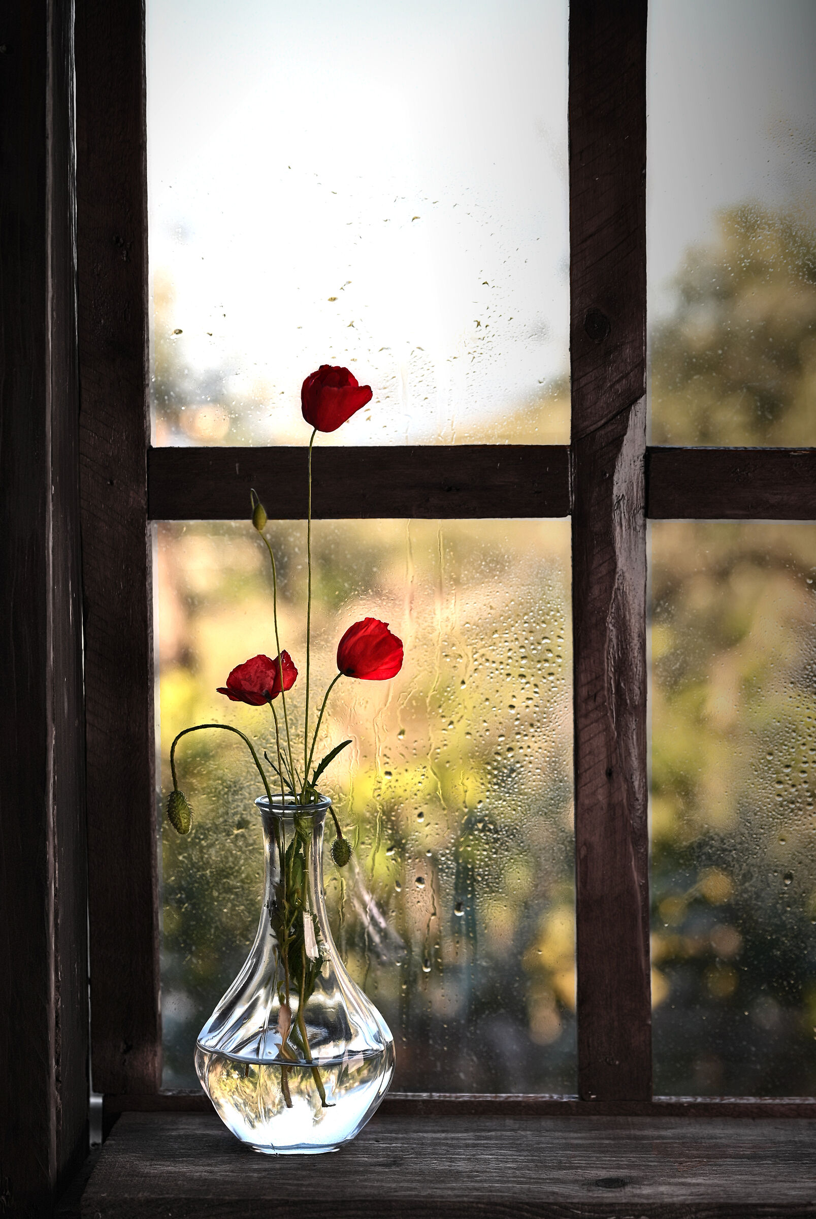 Poppies on the window