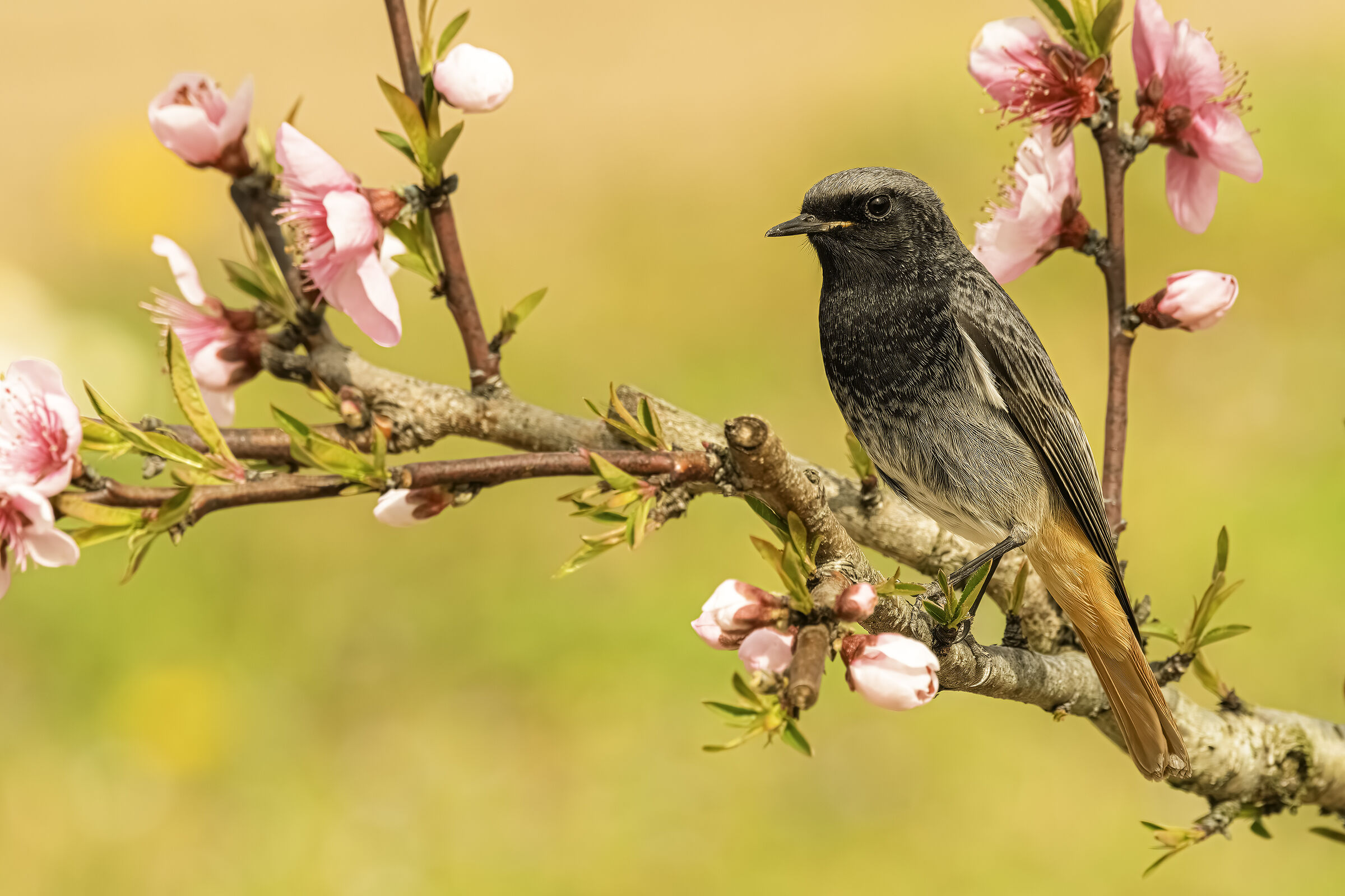 Chimney Sweep Redstart