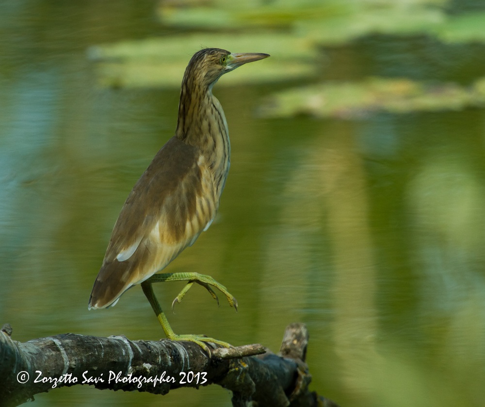 sgarza ciuffetto juv in allereta