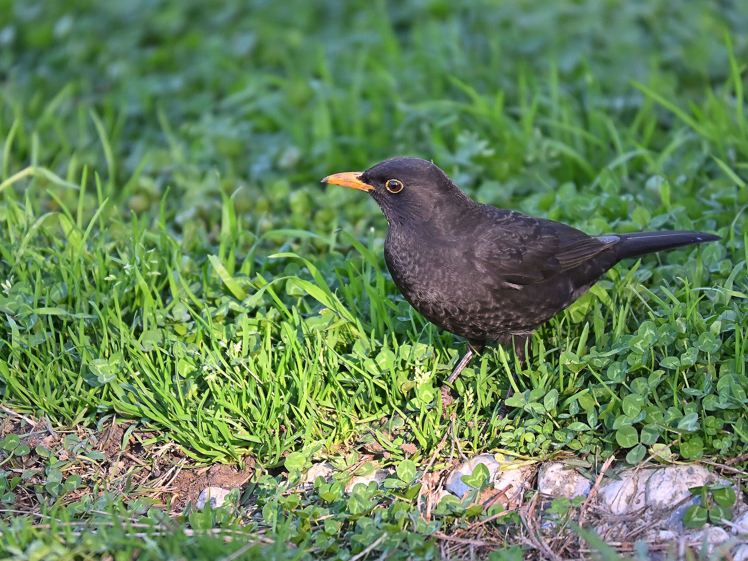 Blackbird