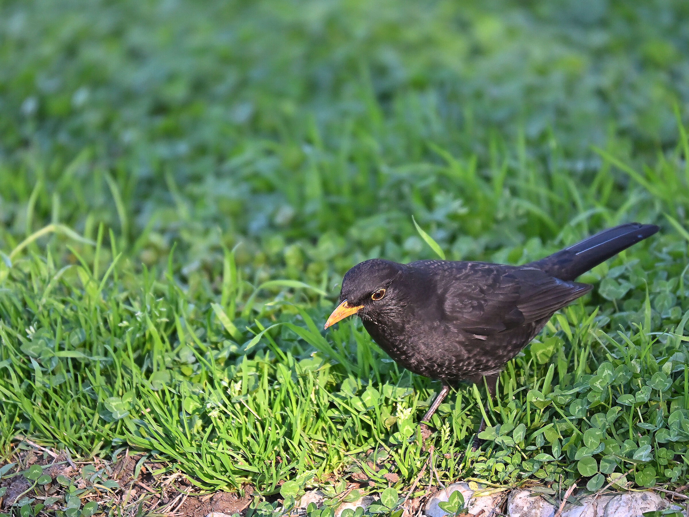Blackbird