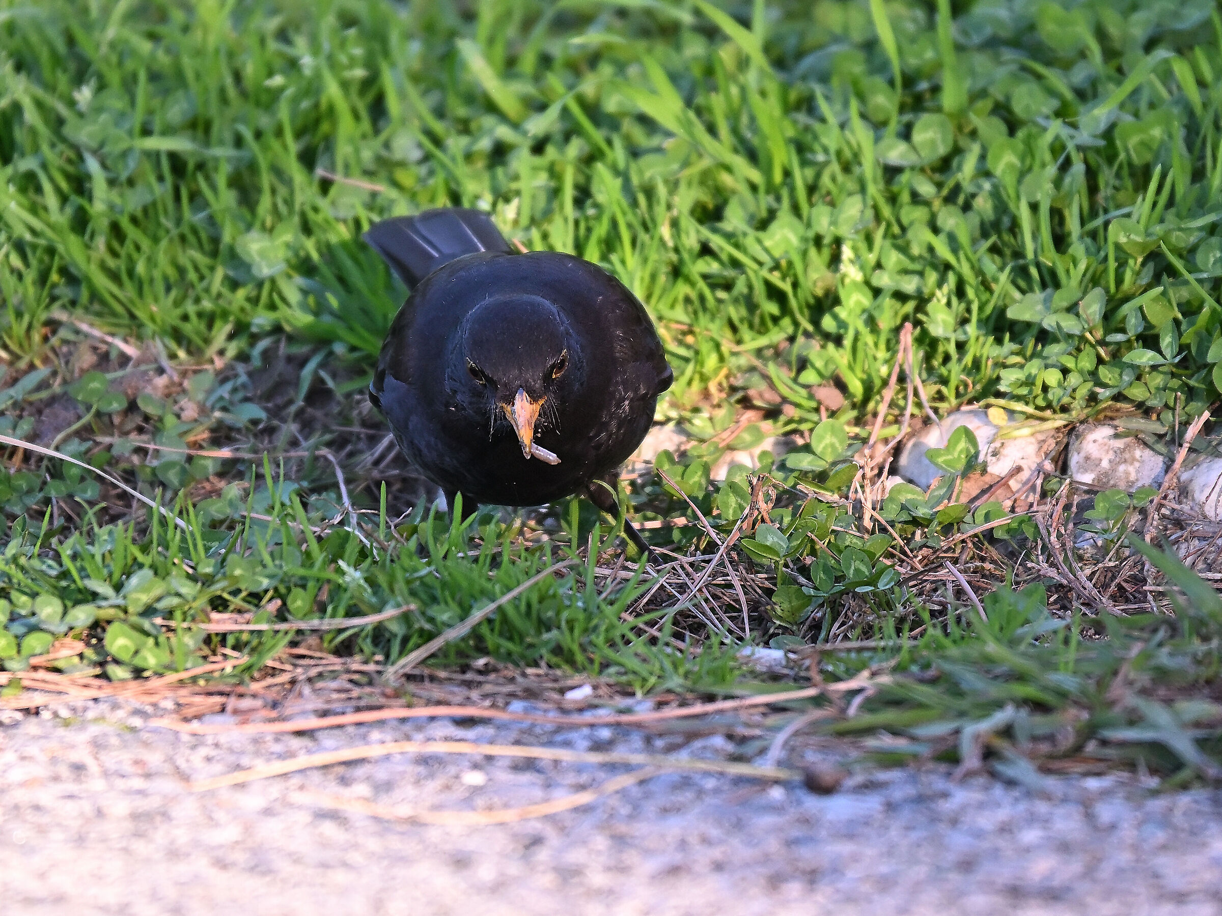 Blackbird