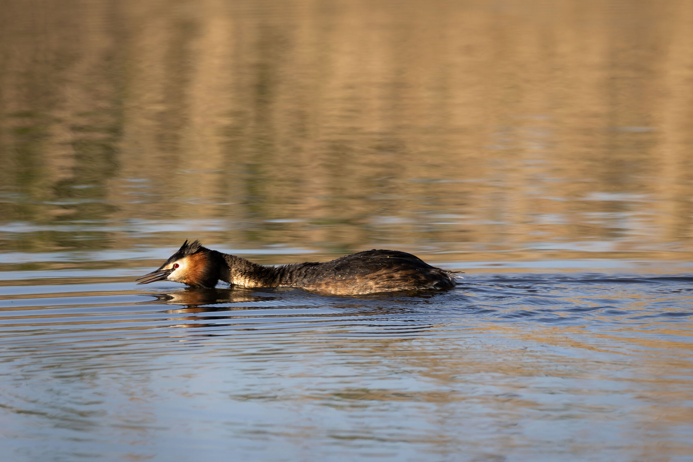 Out of my territory!