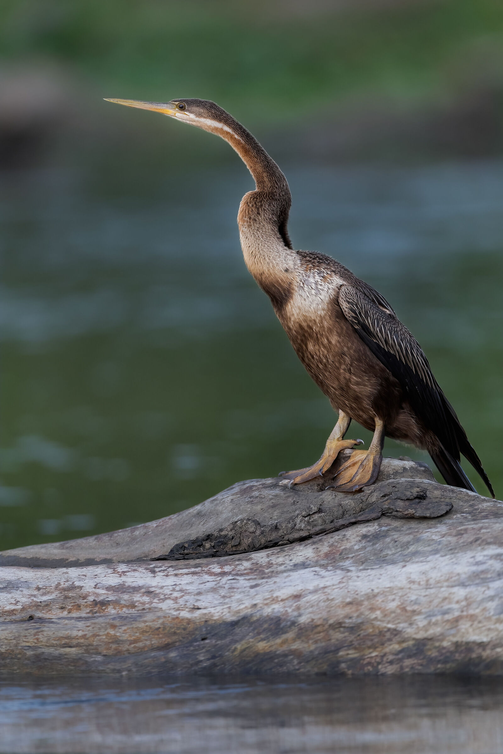 Anhinga africana (Anhinga rufa)