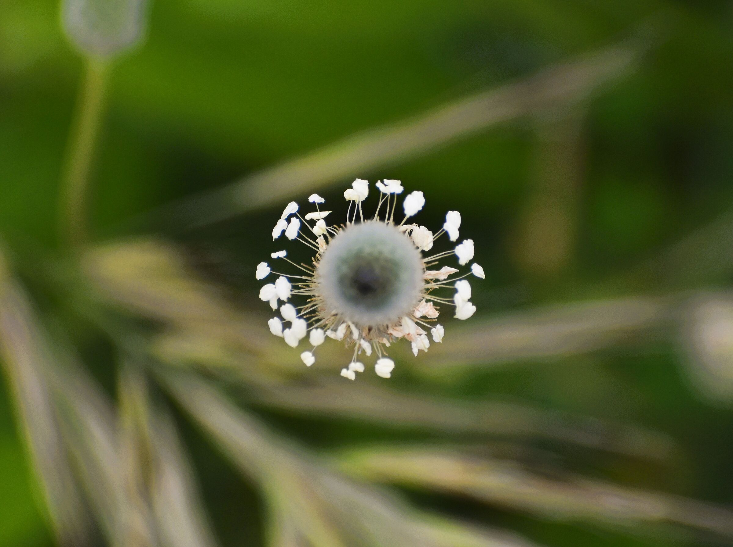 "Jellyfish of the fields"