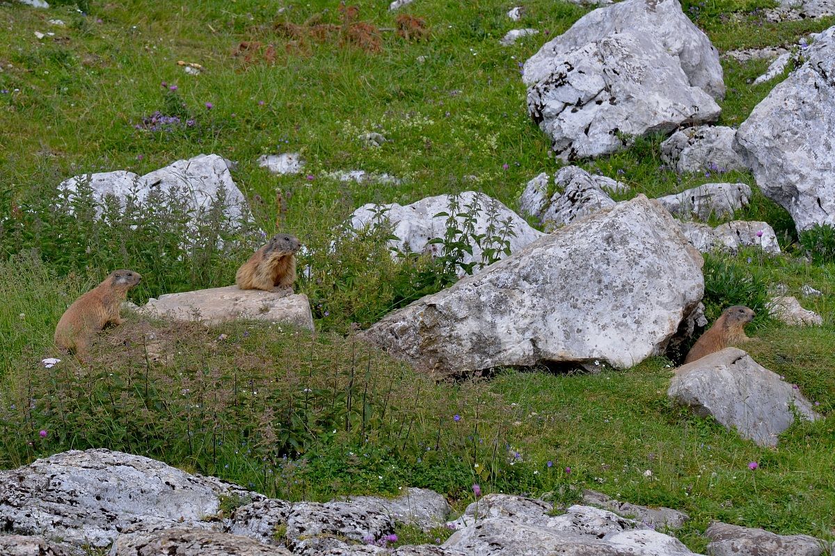 Famiglia di marmotte