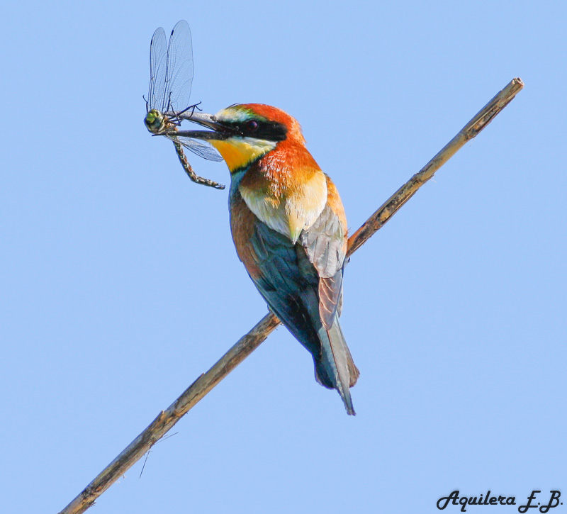 Gruccione (Merops apiaster)