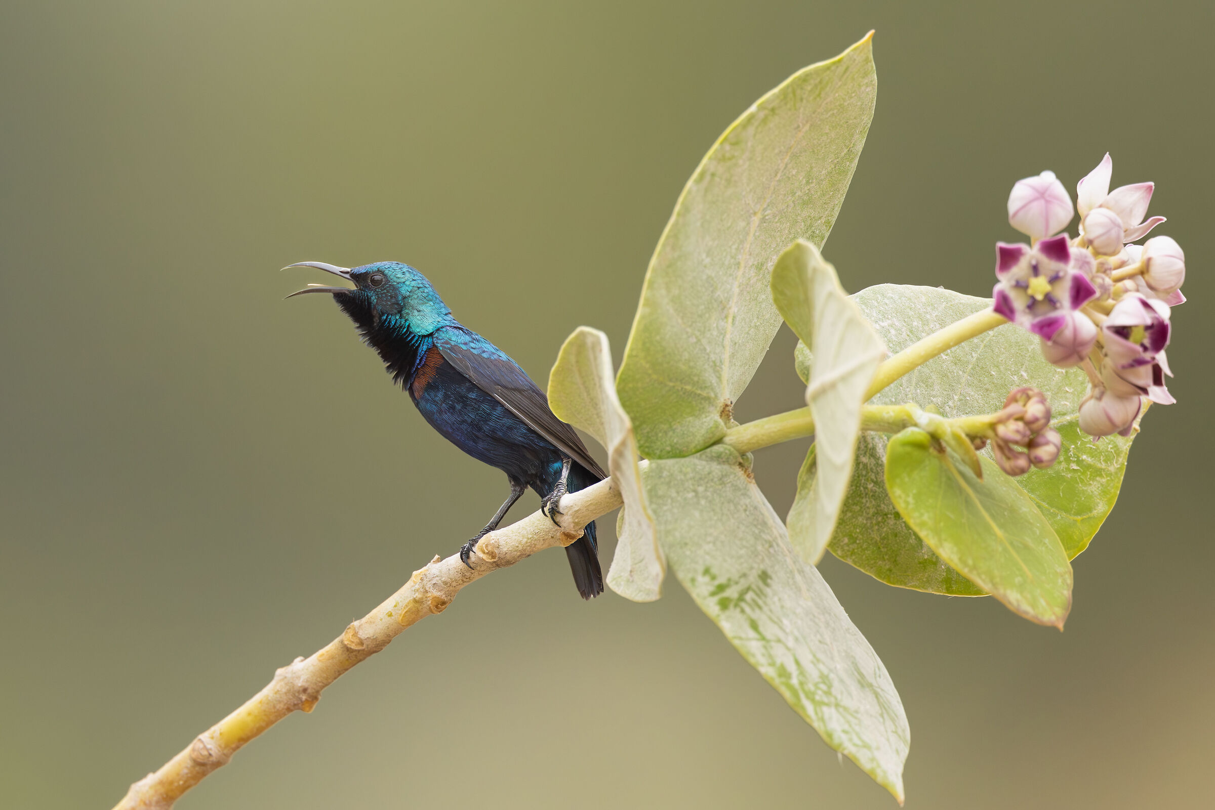 purple sunbird