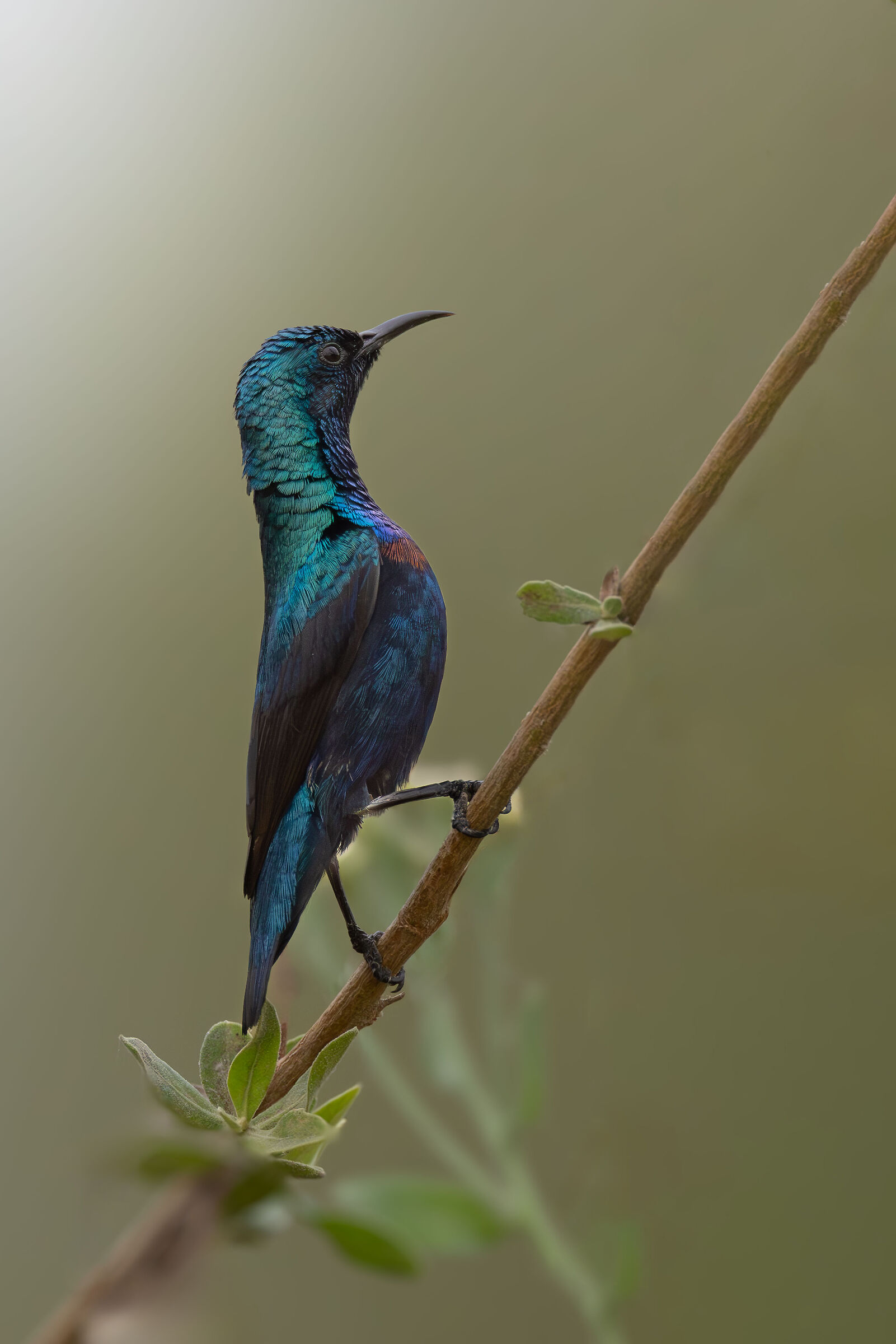 purple sunbird