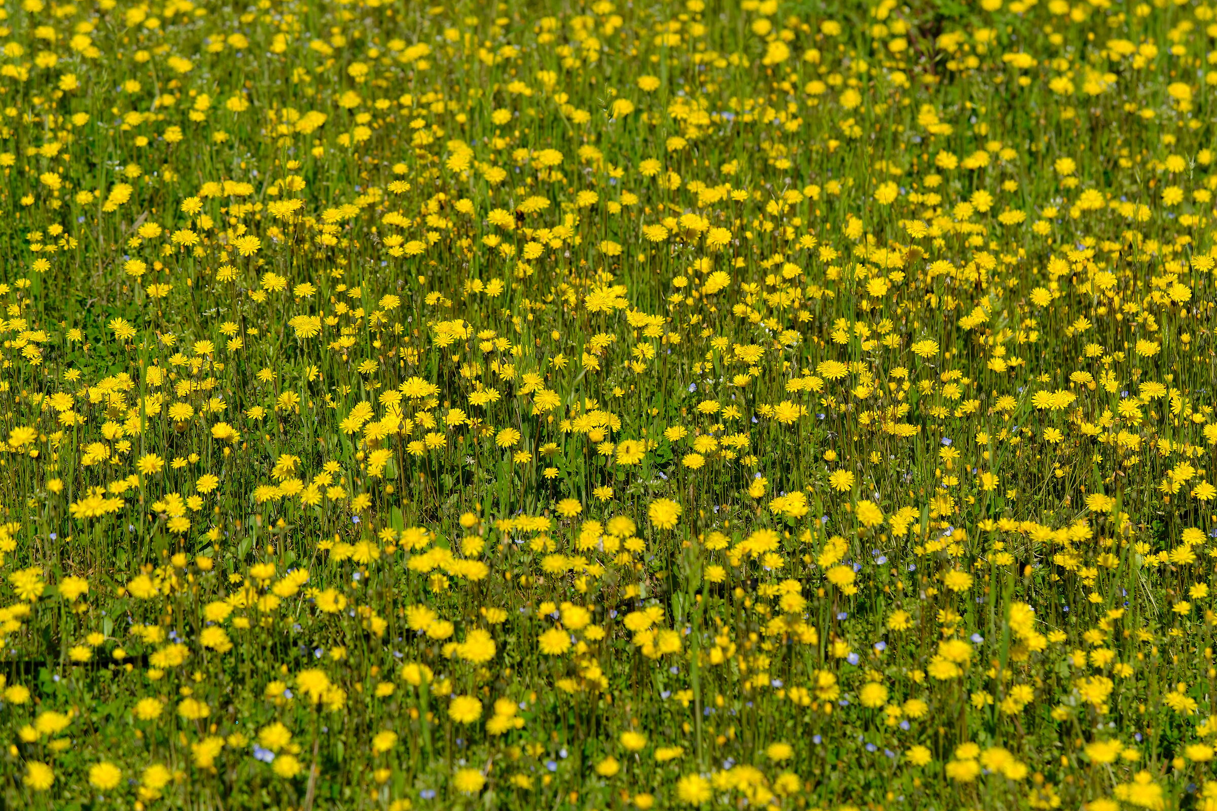 Giallo