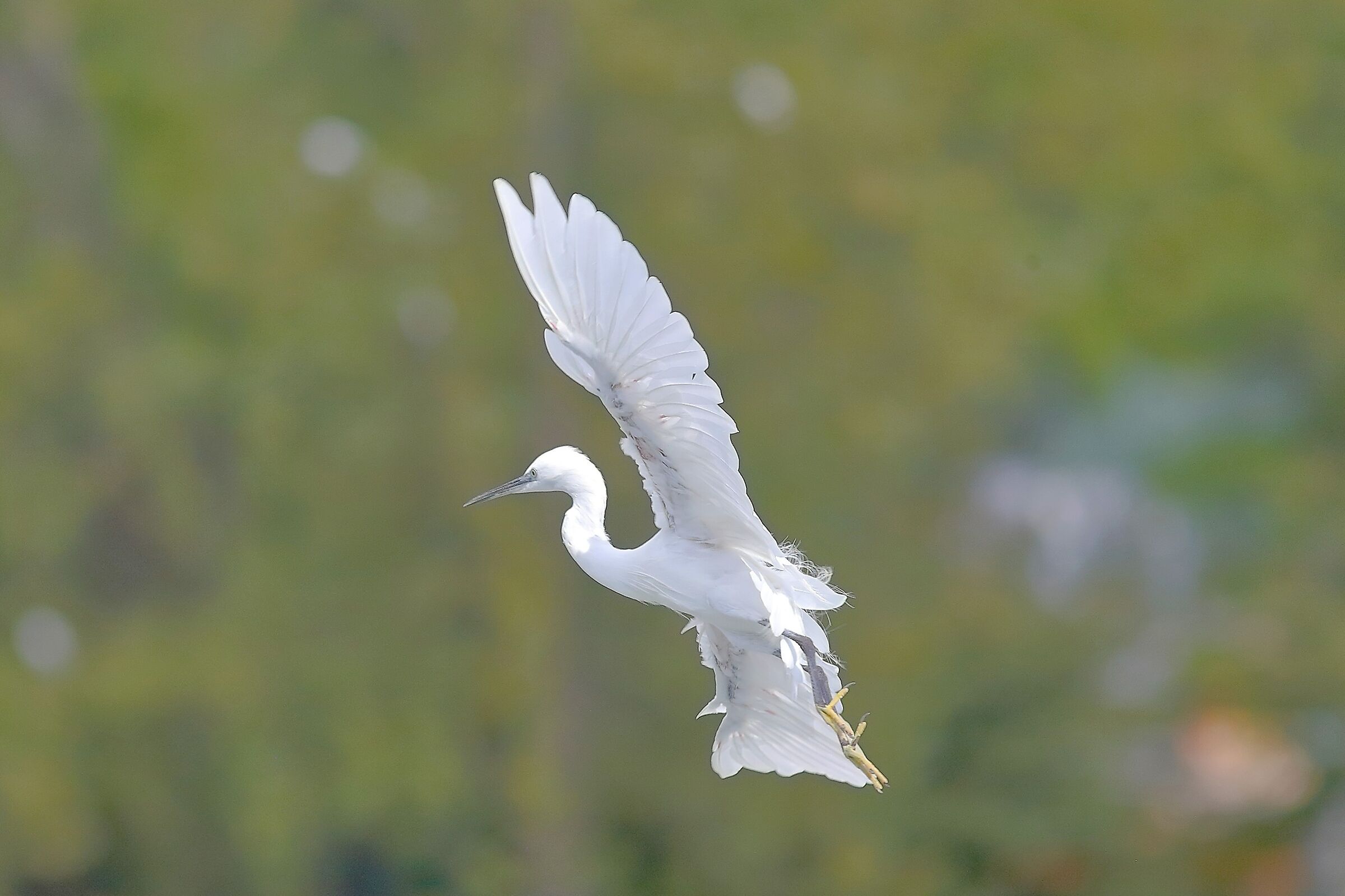 Little Egret September 25, 2025 - 0124