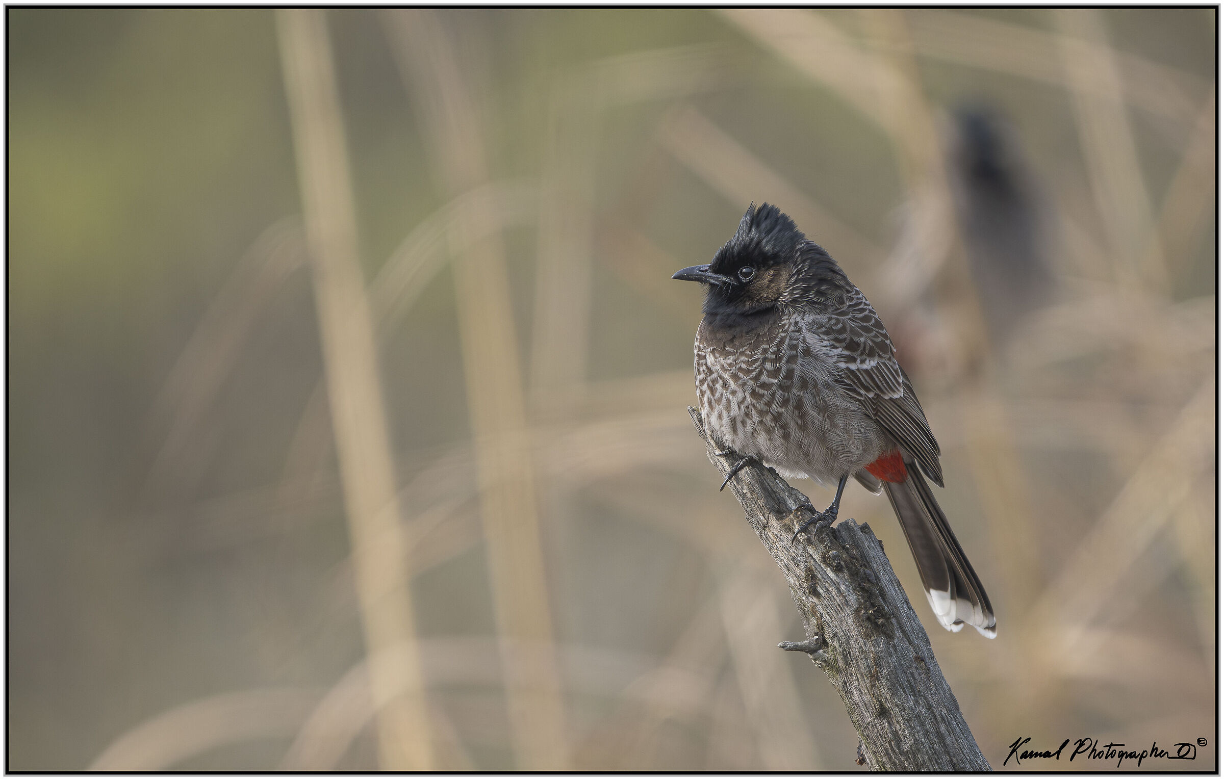 Red-vented bulbul (Pycnonotus cafer)