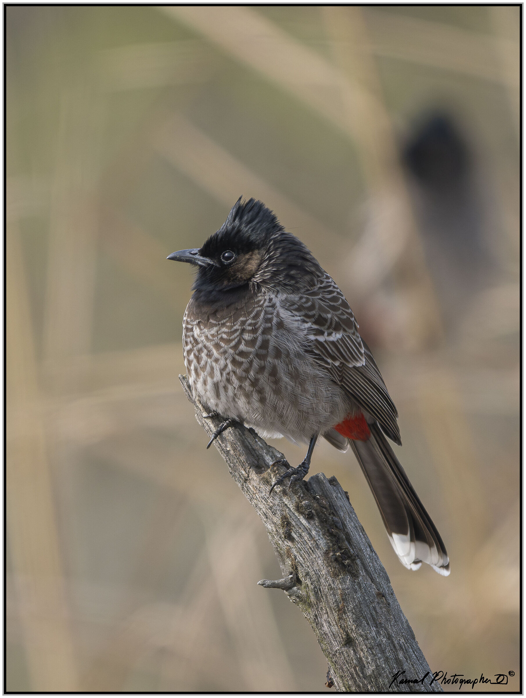 Red-vented bulbul (Pycnonotus cafer)