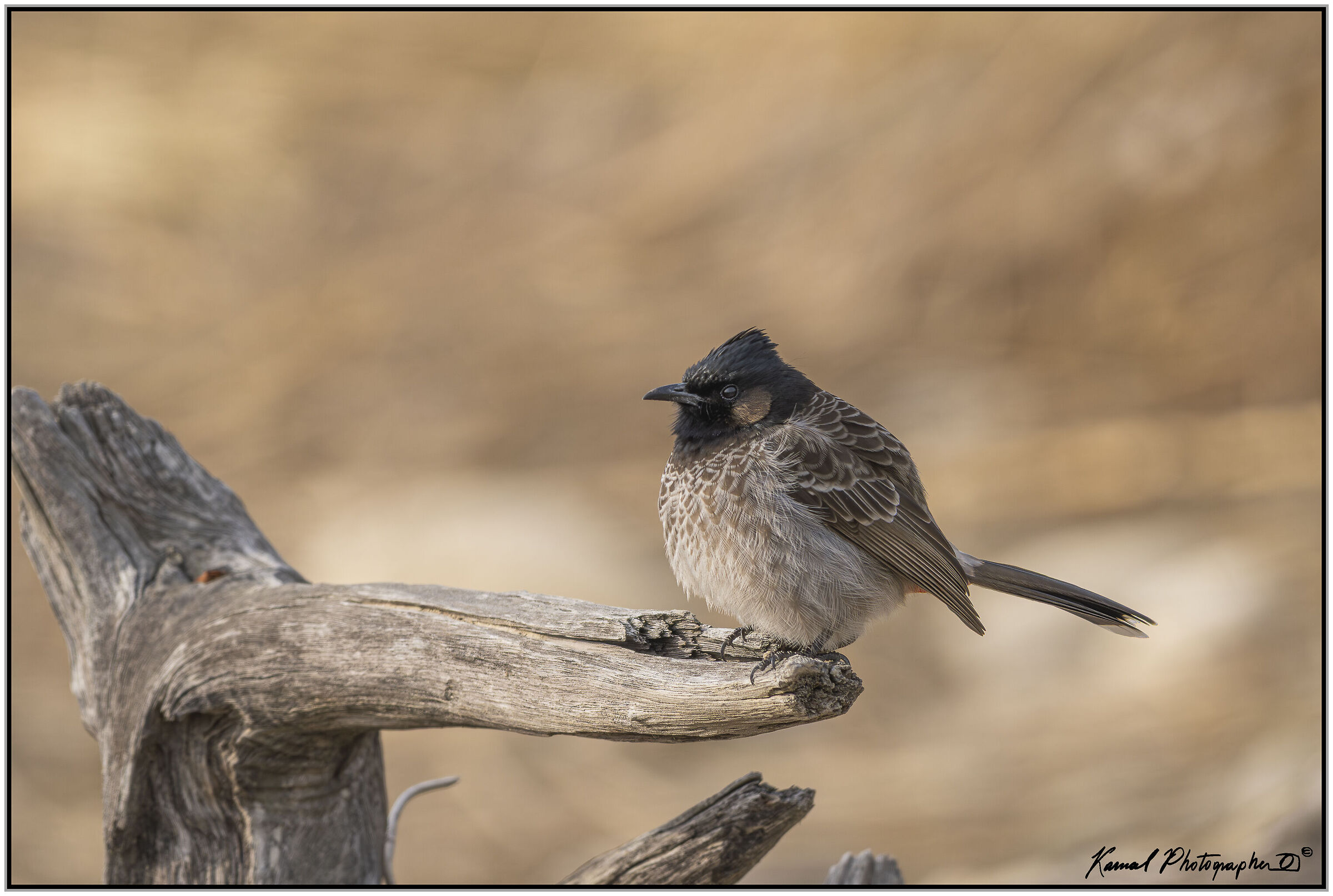 Red-vented bulbul (Pycnonotus cafer)