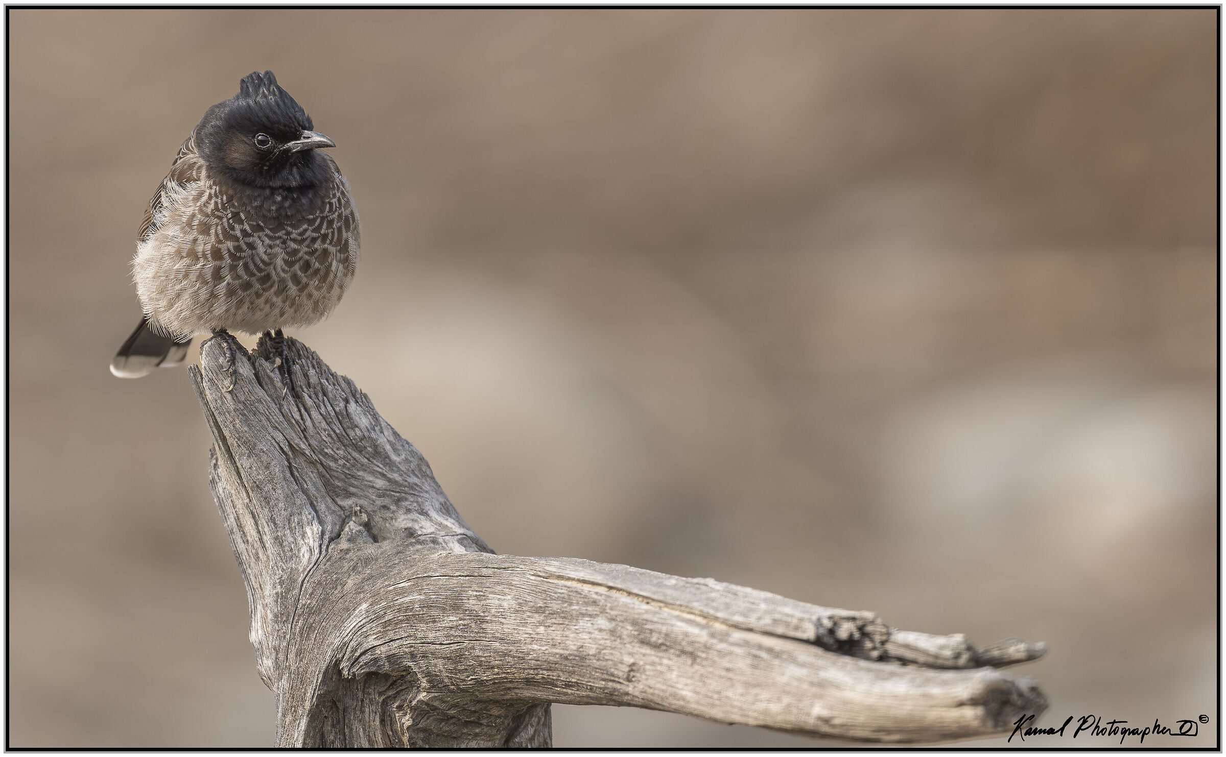 Red-vented bulbul (Pycnonotus cafer)