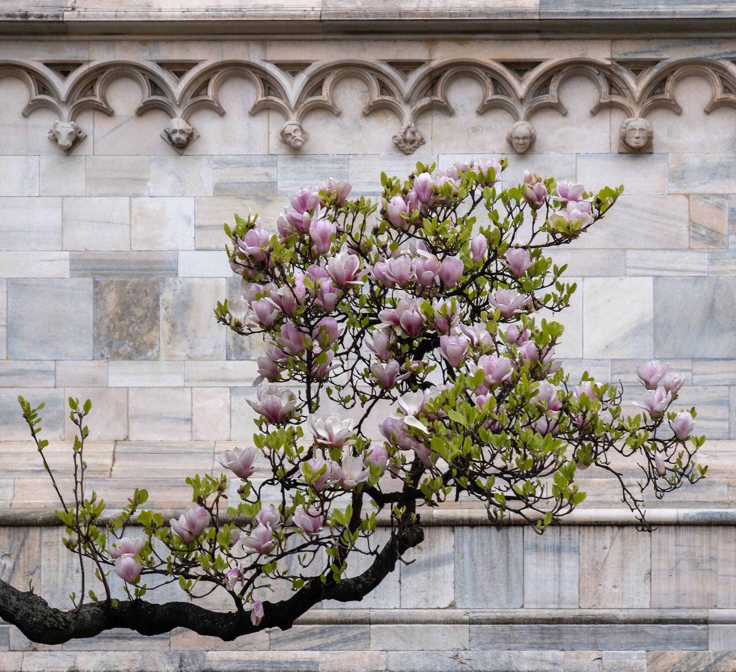 “Magnolia Denudata” in Piazza Duomo - 11/03/2026, 17:27