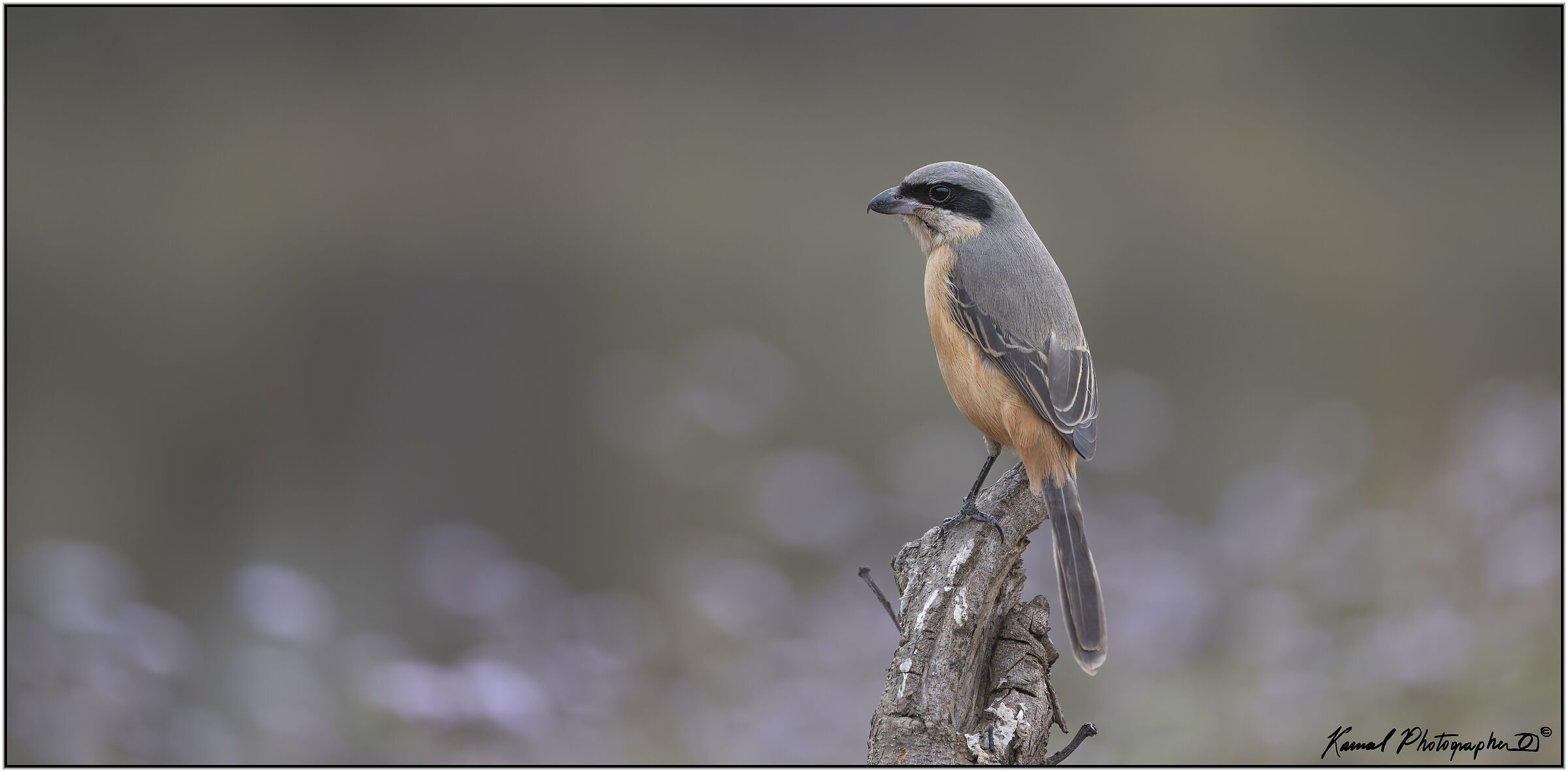 Red-backed shrike (Lanius collurio)