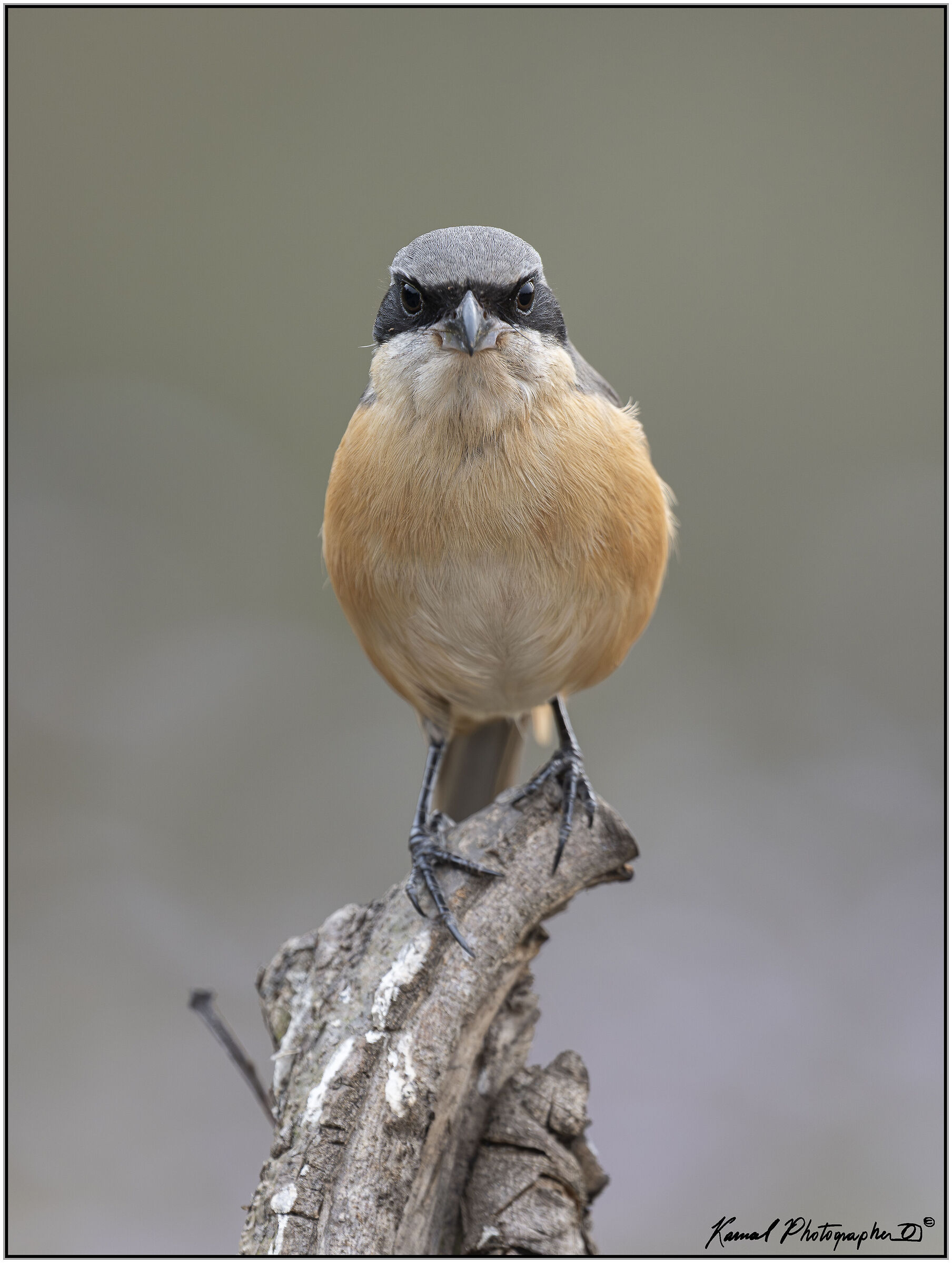 Red-backed shrike (Lanius collurio)
