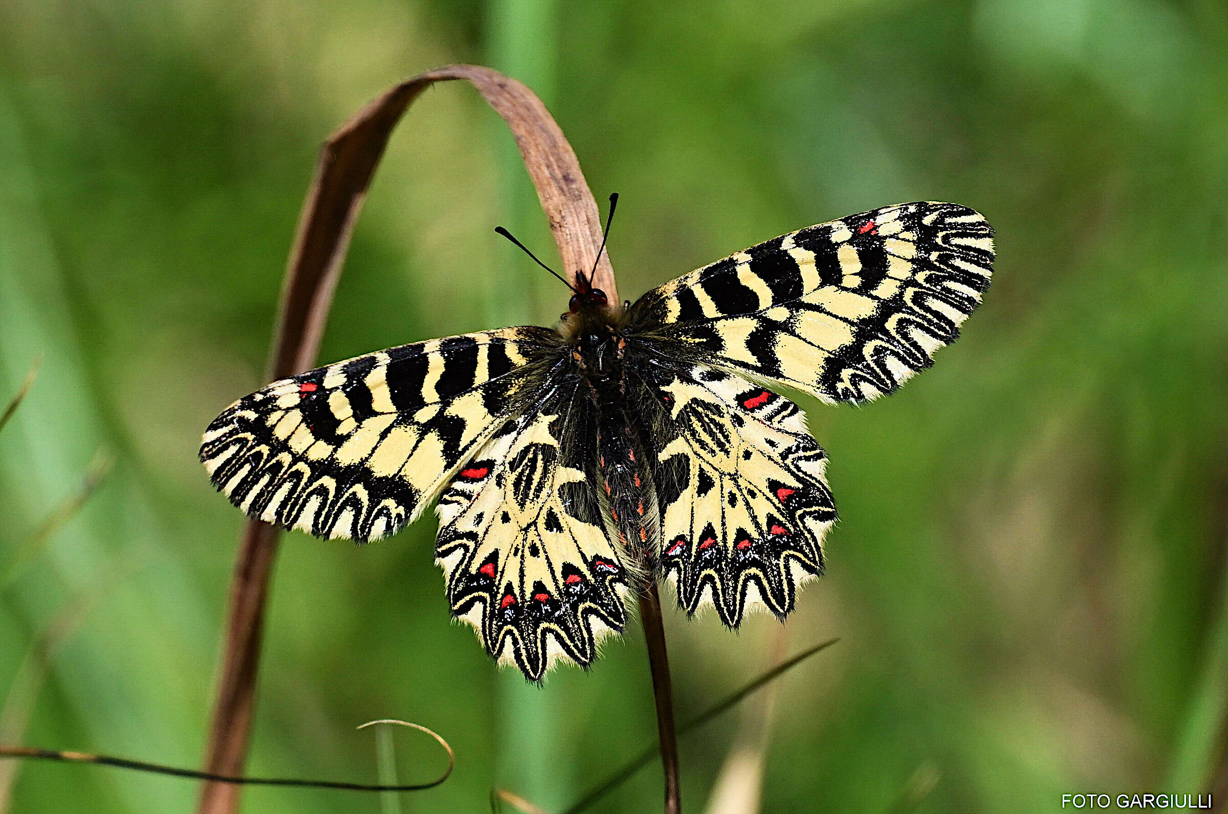 Zerynthia Cassandra
