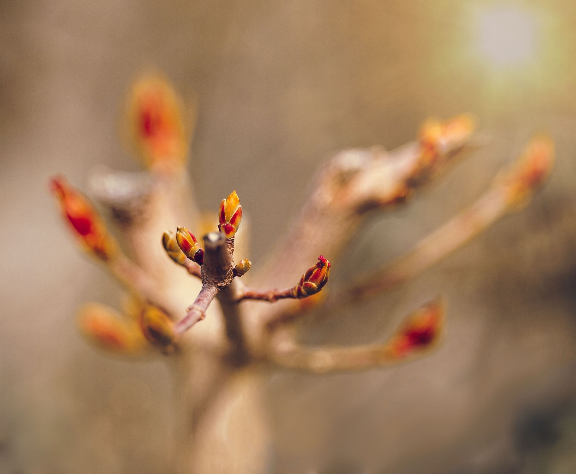 Ciliegia per uccelli in primavera