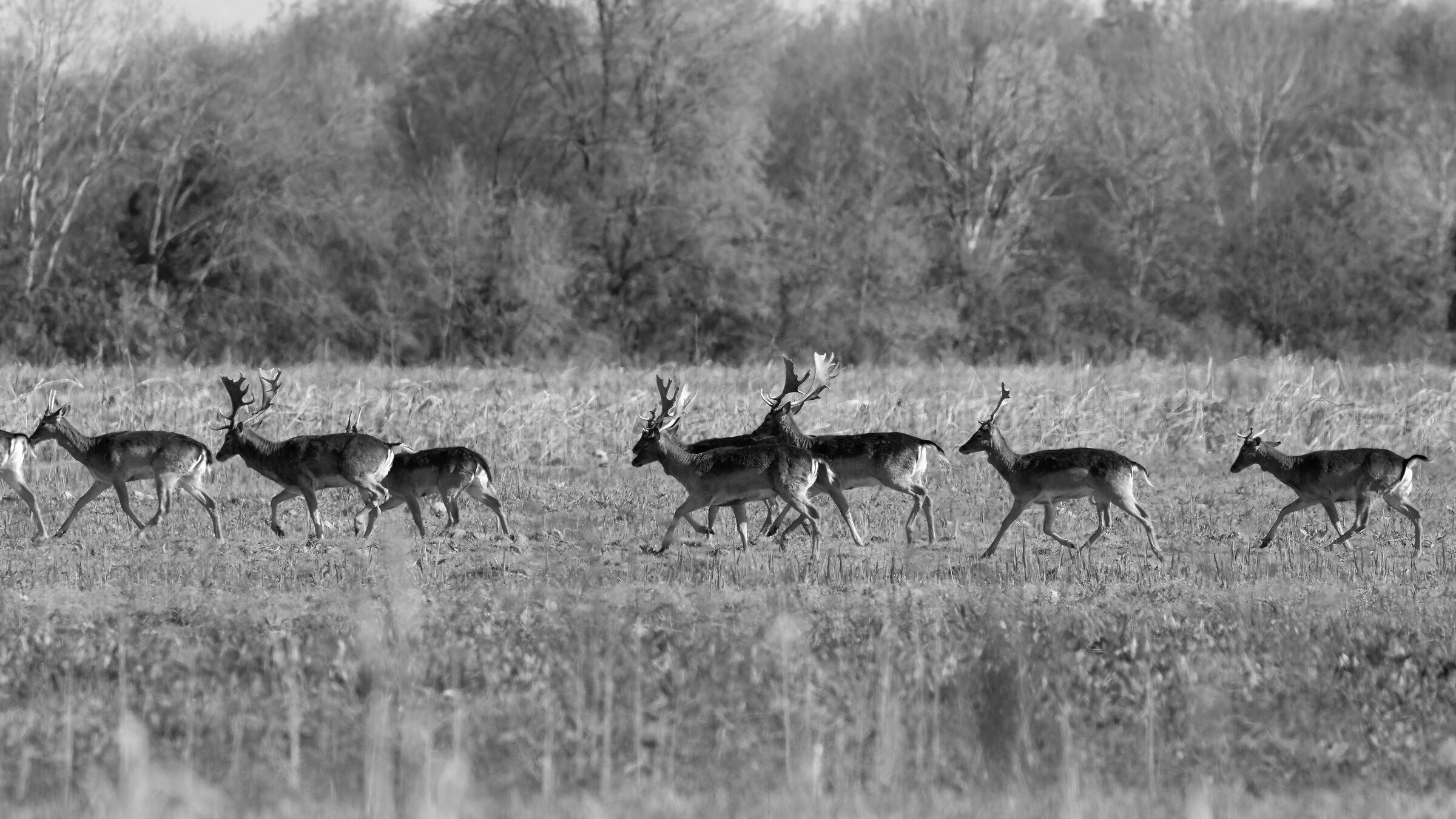 Fallow deer on the road