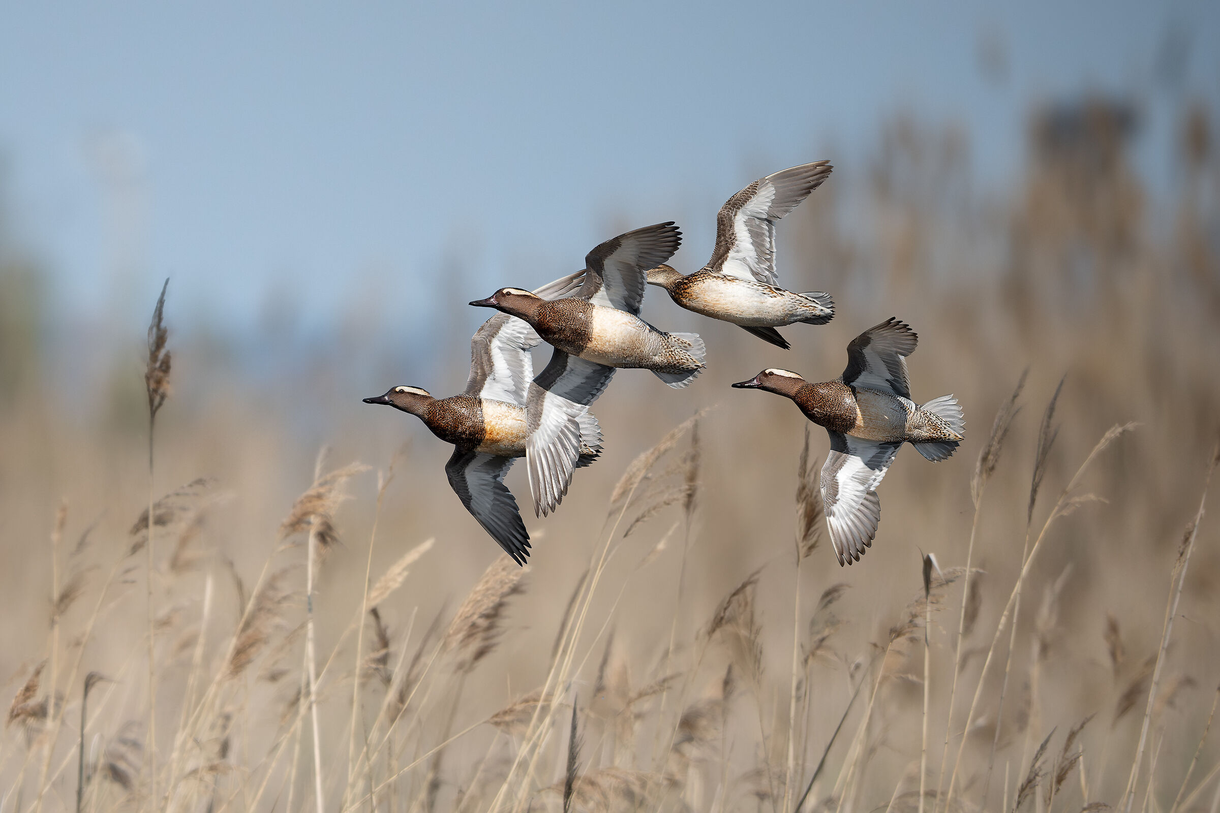 Nel loro ambiente preferito
