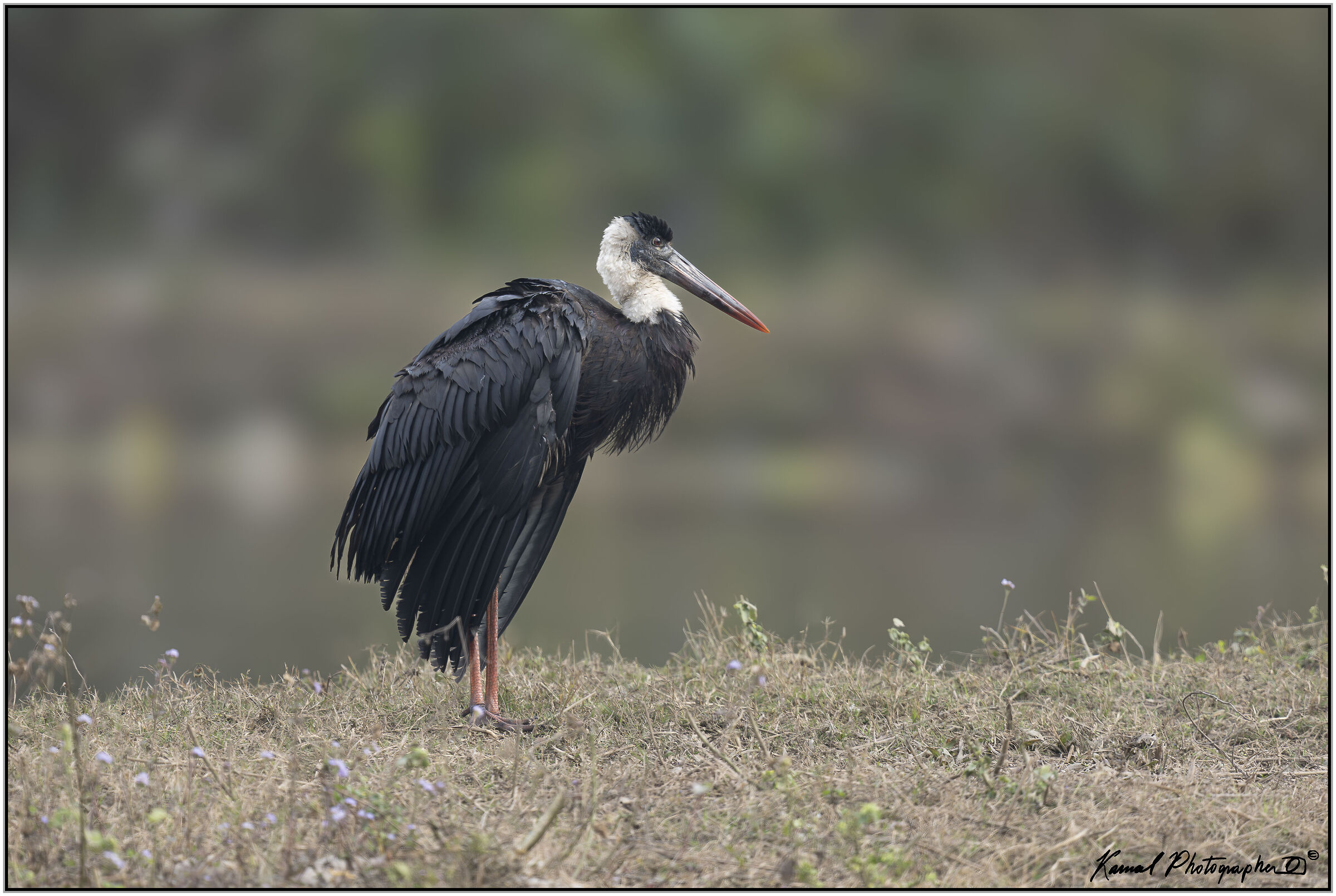 Woolly stork (Ciconia episcopus)
