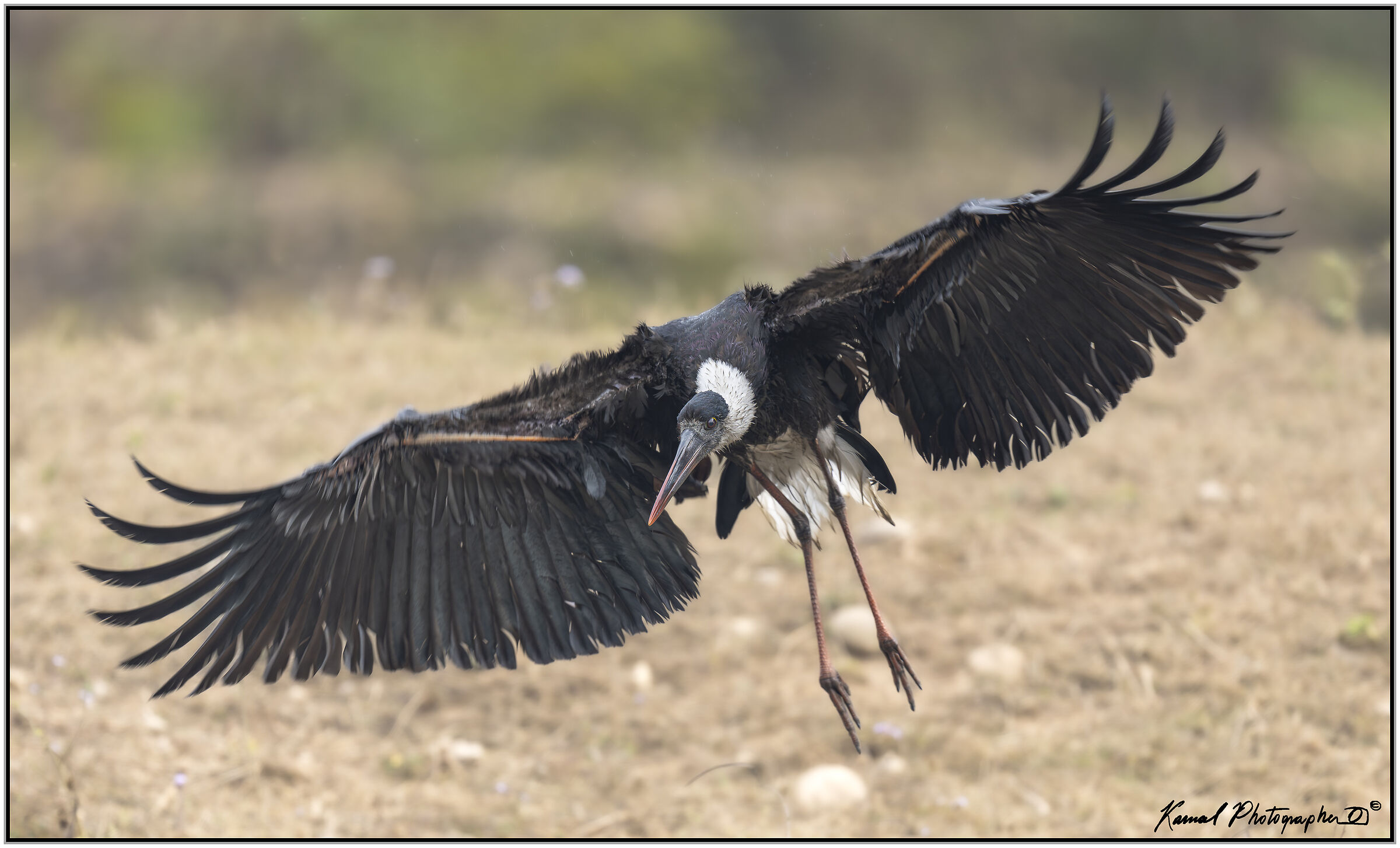 Woolly stork (Ciconia episcopus)
